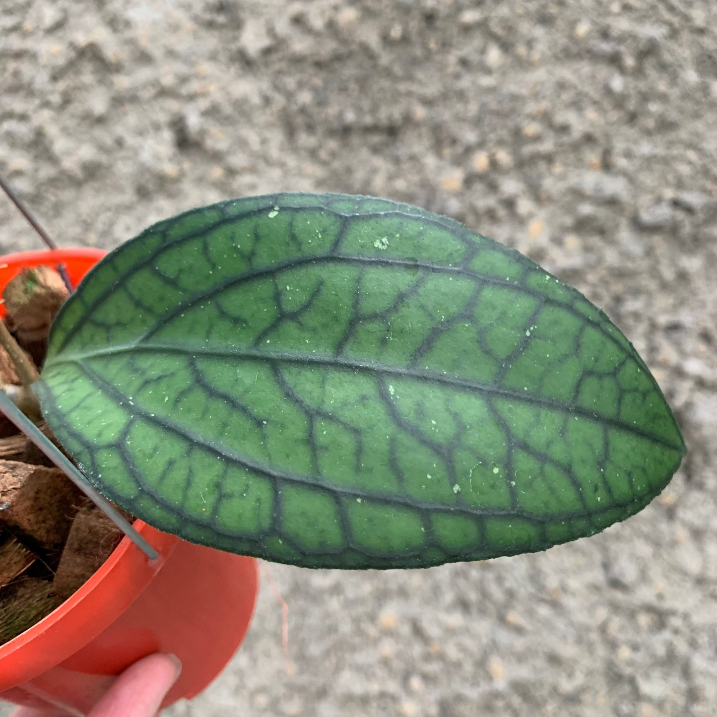 Hoya vitellinoides Sp Sumatra — photo 2
