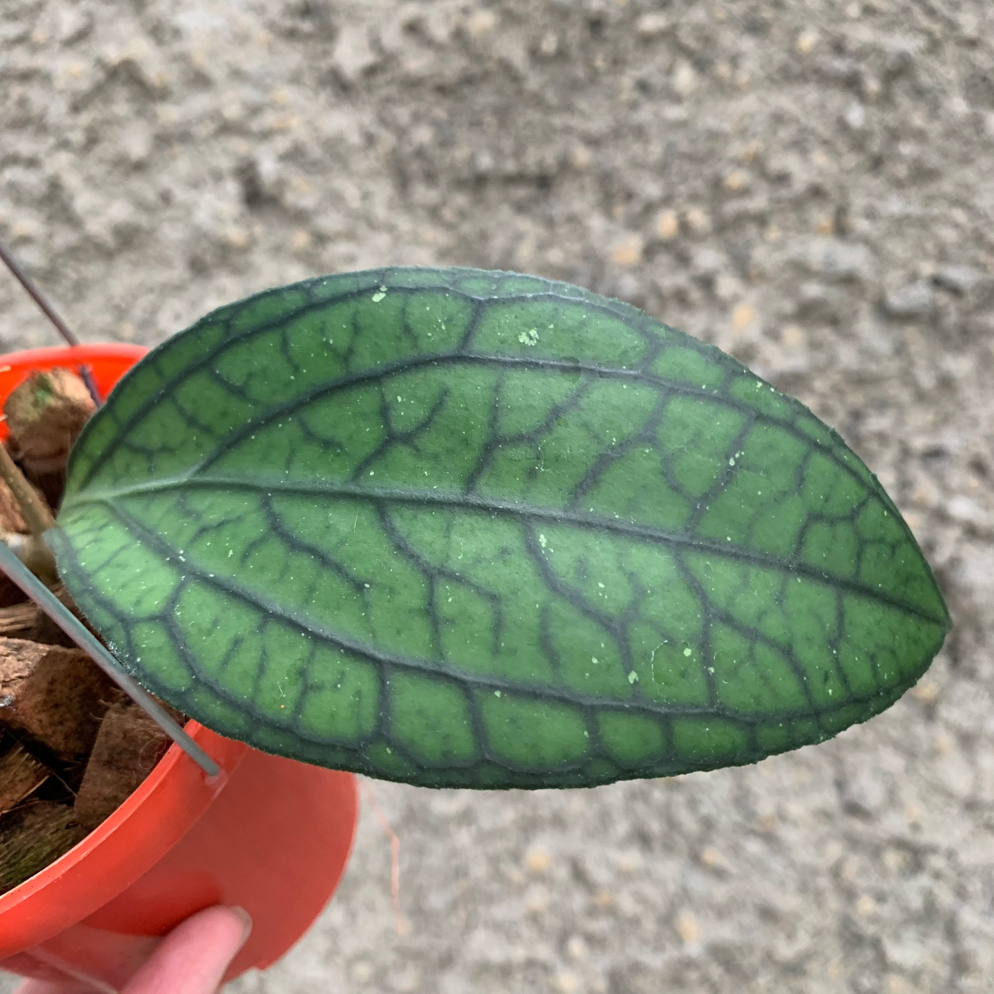 Hoya vitellinoides Sp Sumatra — photo 2