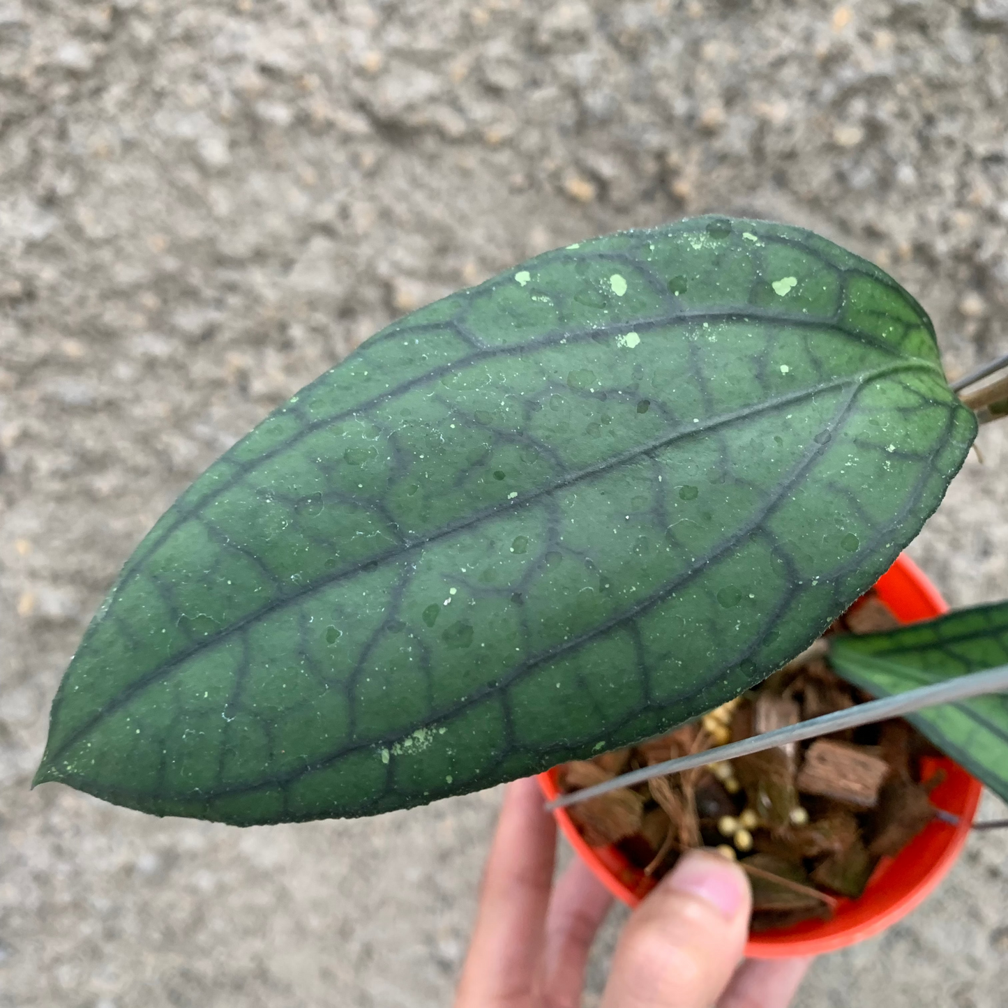 Hoya vitellinoides Sp Sumatra — photo 3