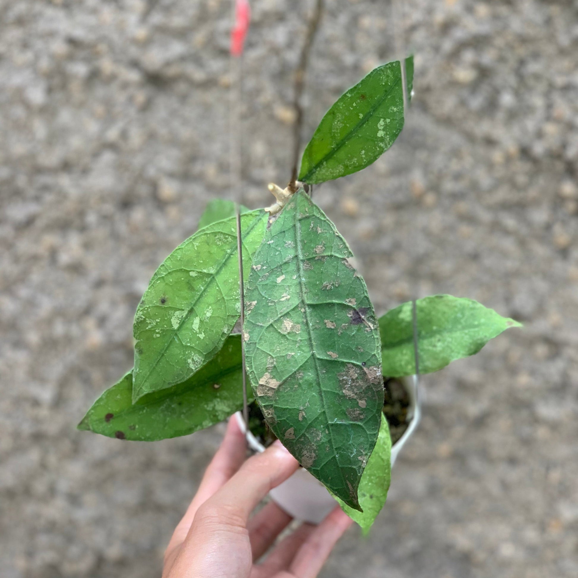 Hoya Lambii — rare Indonesian plant