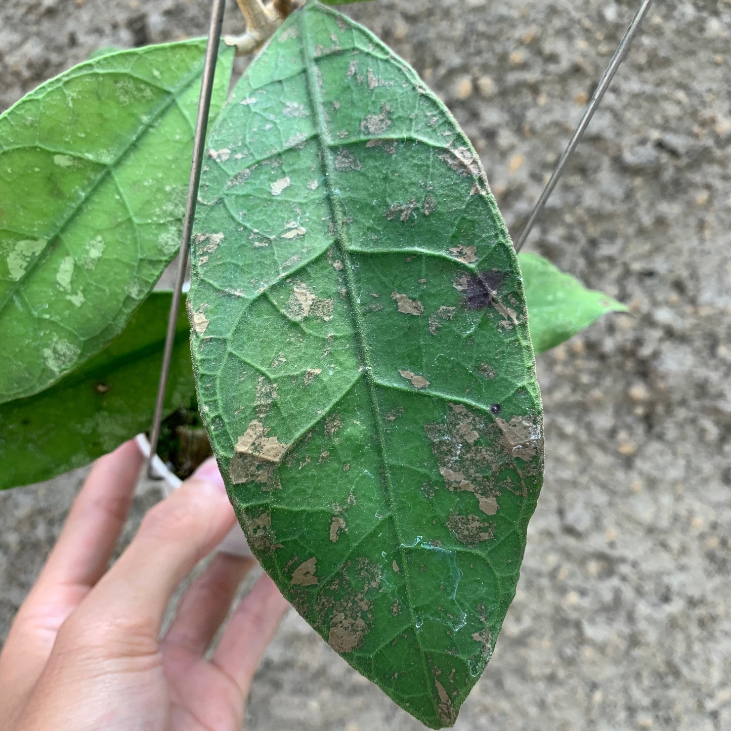 Hoya Lambii — photo 2