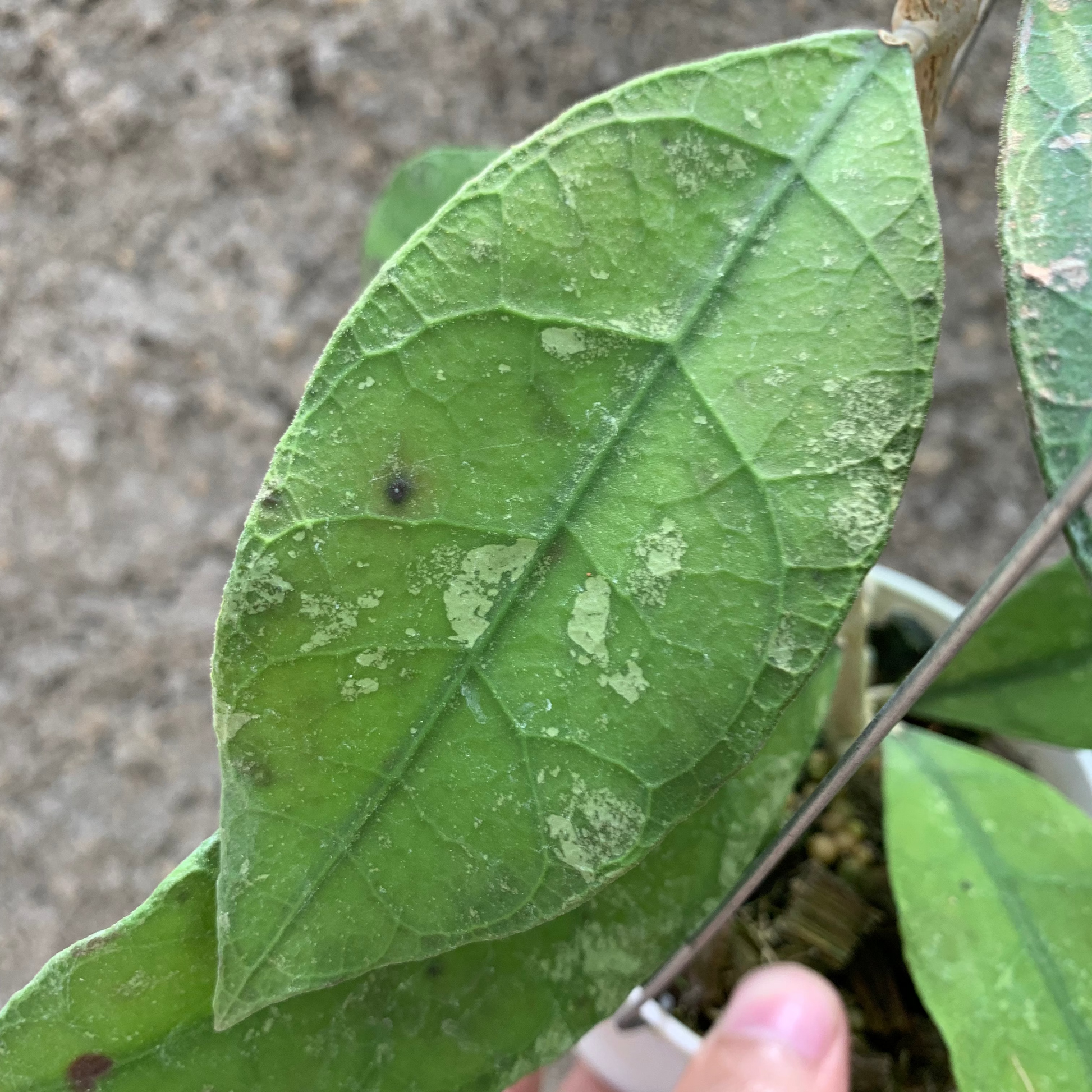 Hoya Lambii — photo 3
