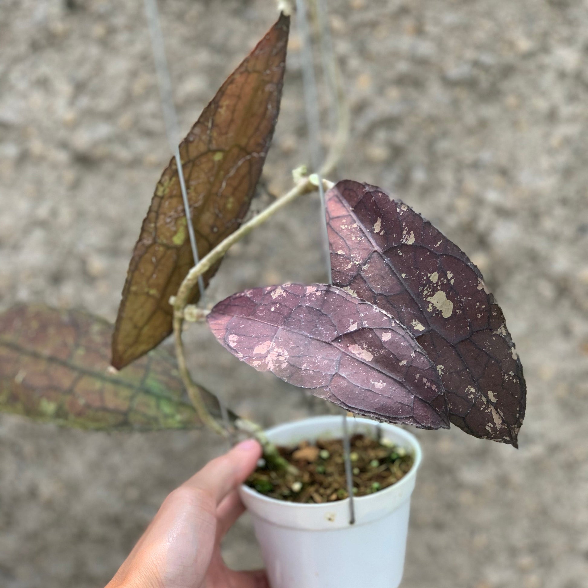 Hoya Clemensiorum Red — rare Indonesian plant