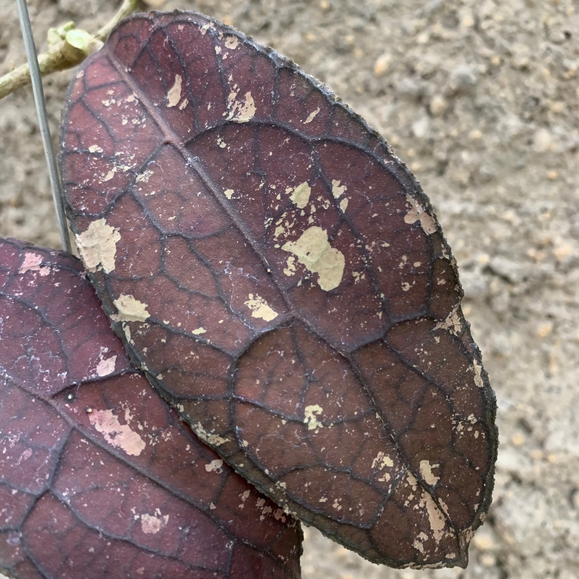 Hoya Clemensiorum Red — photo 2