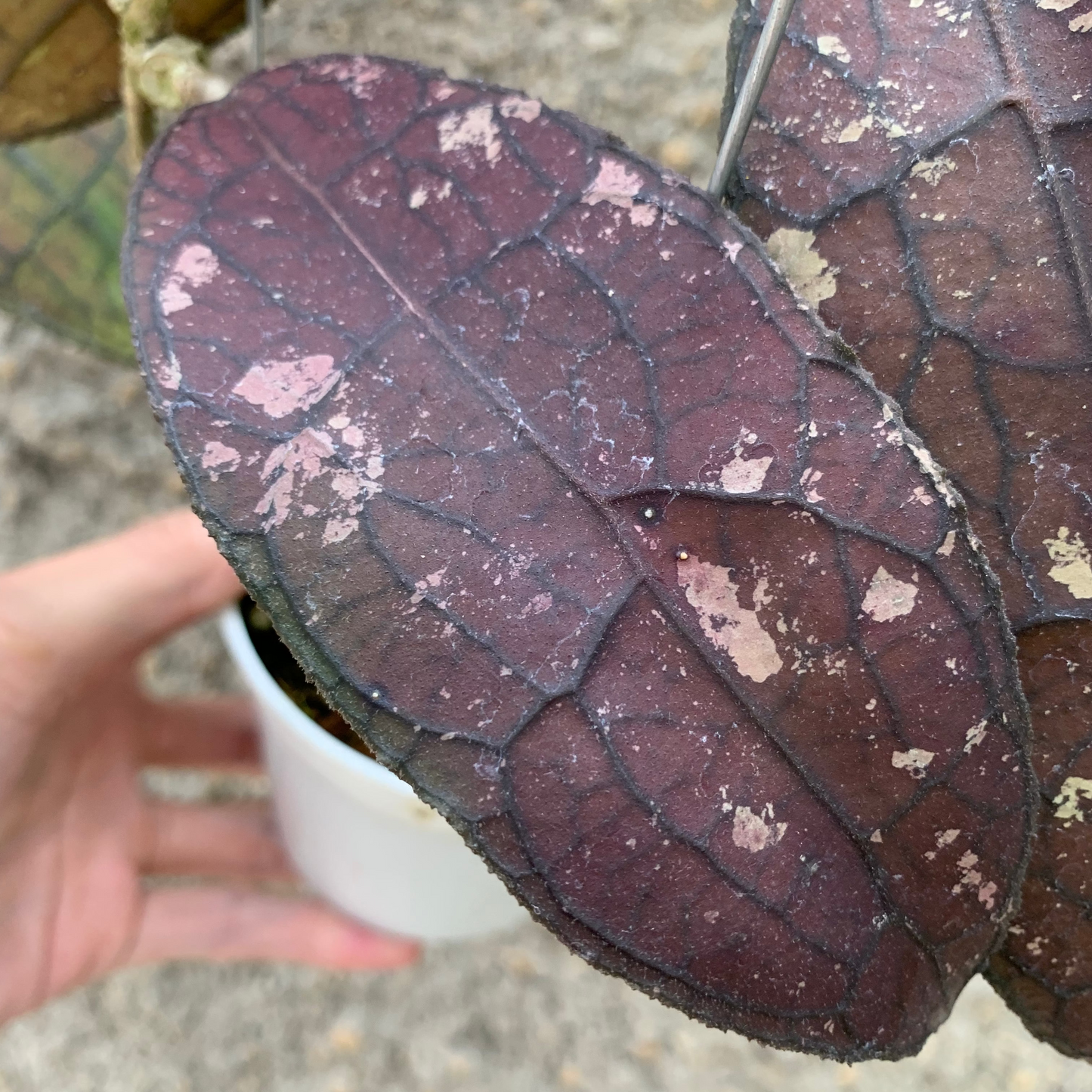 Hoya Clemensiorum Red — photo 3