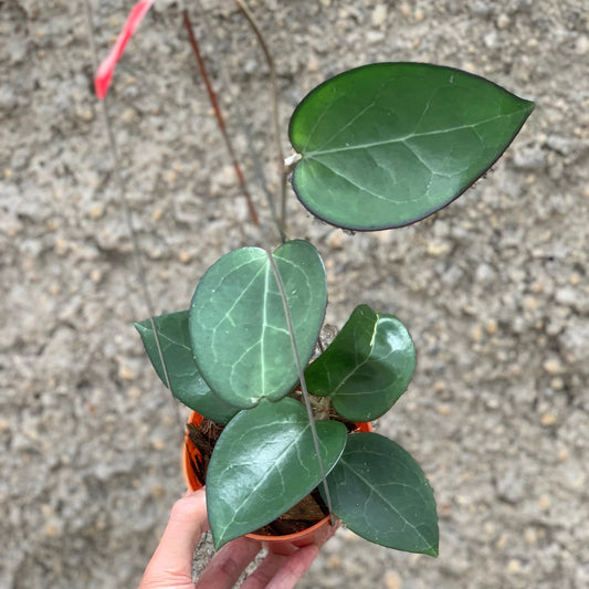 Hoya Vitelina HSL — rare Indonesian plant