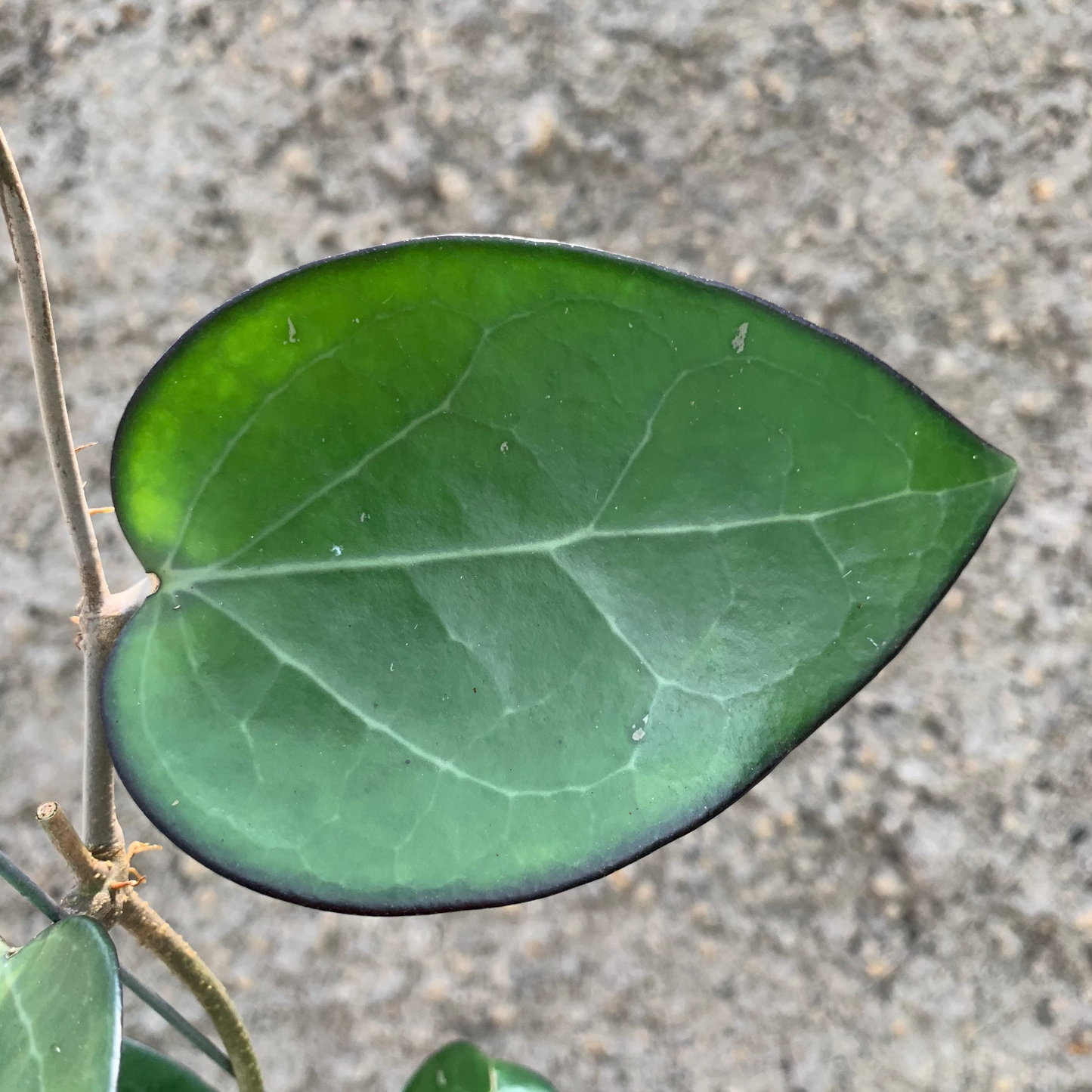 Hoya Vitelina HSL — photo 2