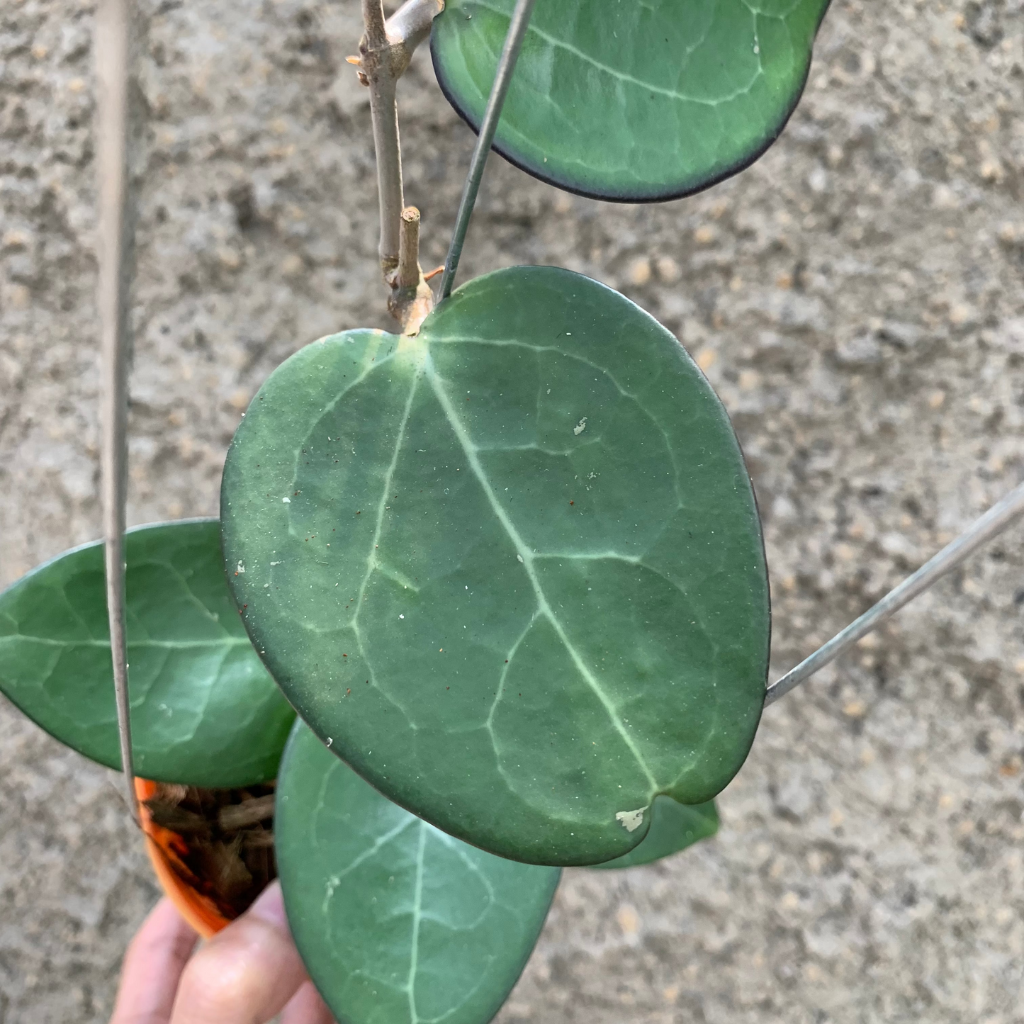 Hoya Vitelina HSL — photo 3
