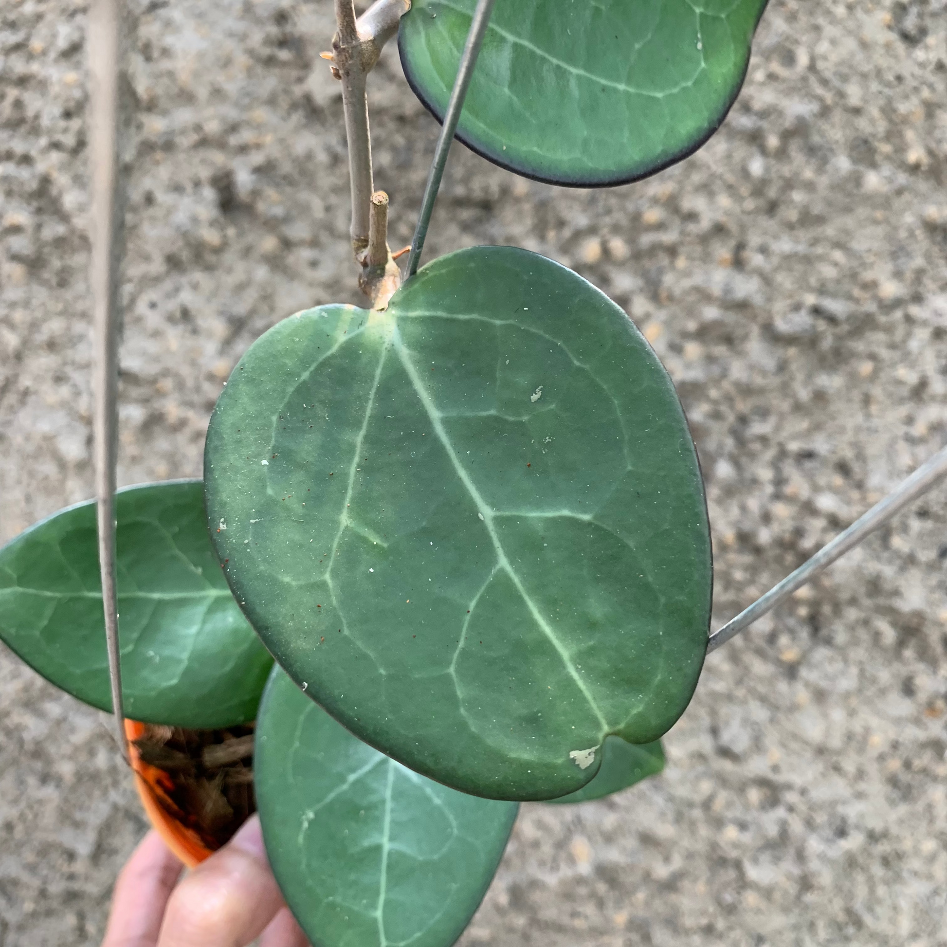 Hoya Vitelina HSL — photo 3
