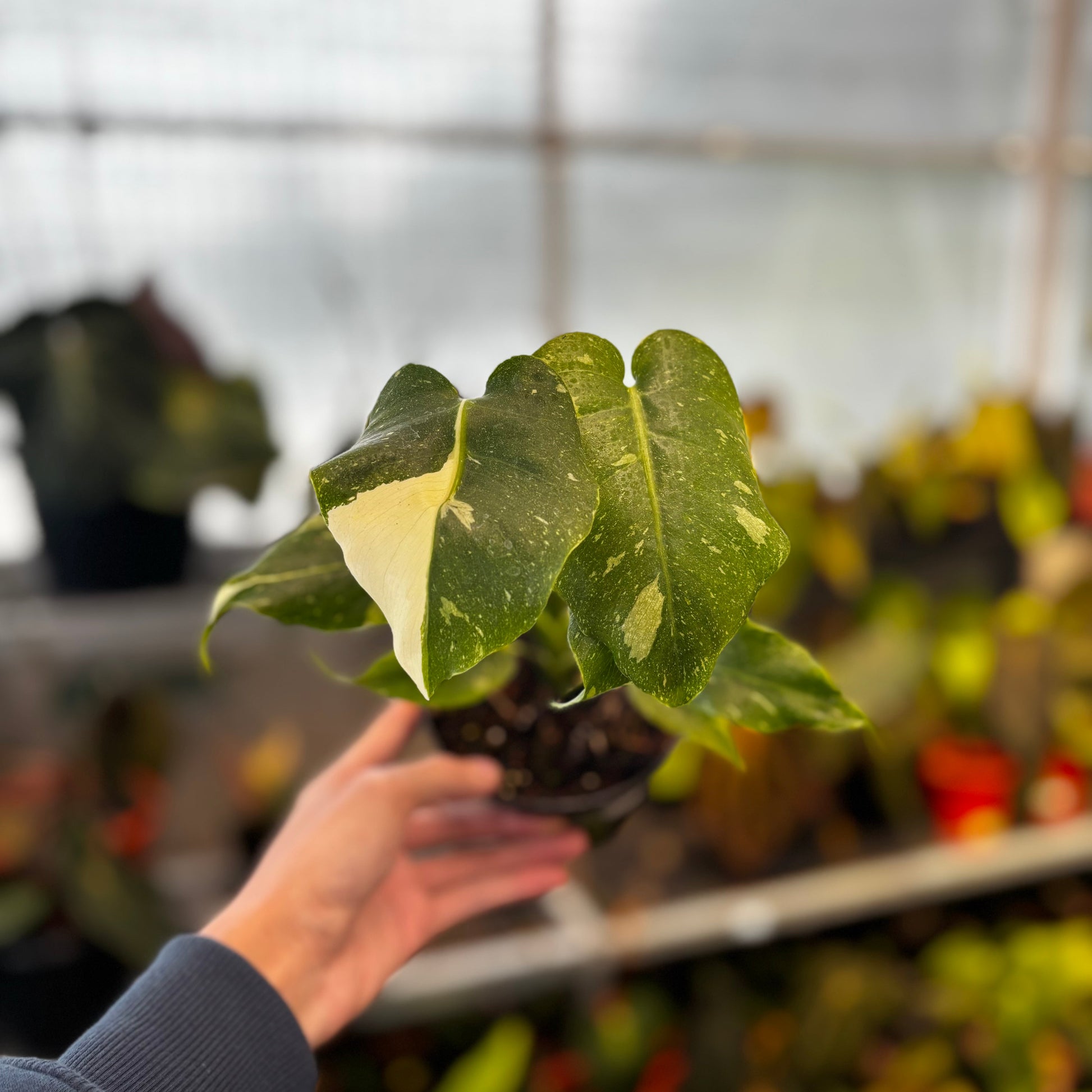 Monthai Mutation — rare Indonesian plant