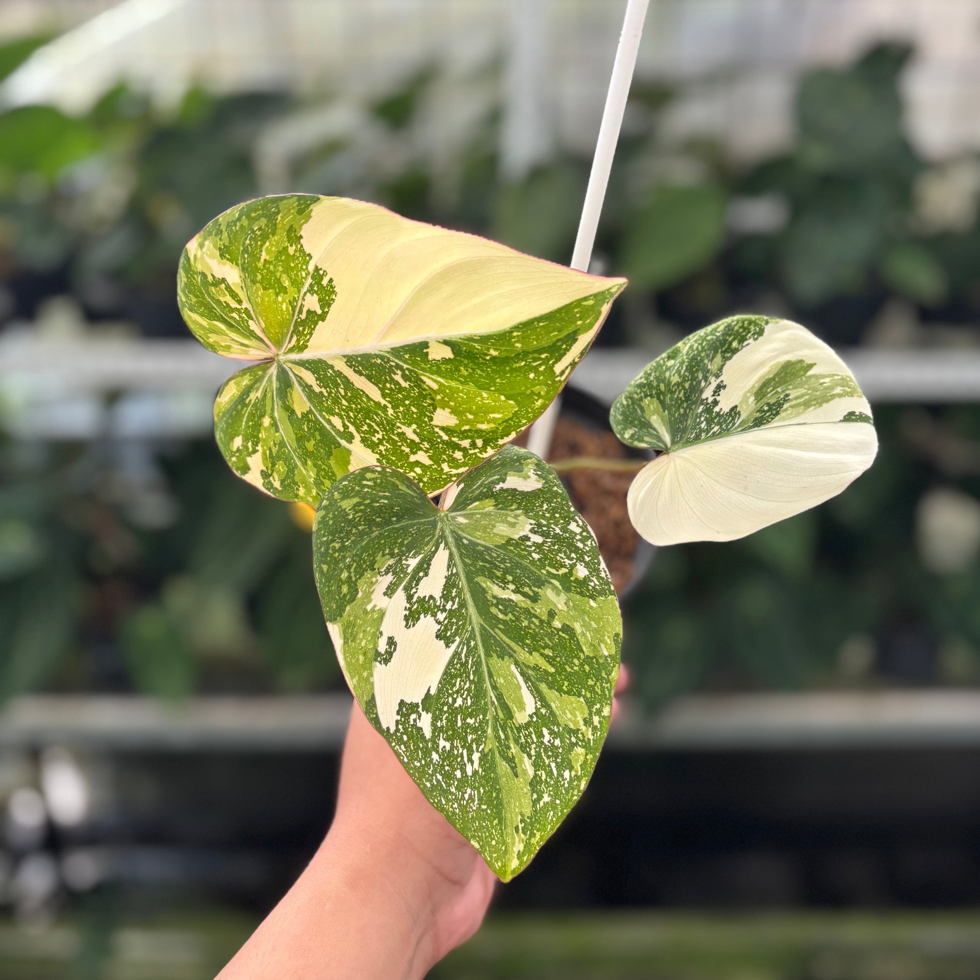 Philodendron Gloriosum Tricolor - Indonesian Rare Plants