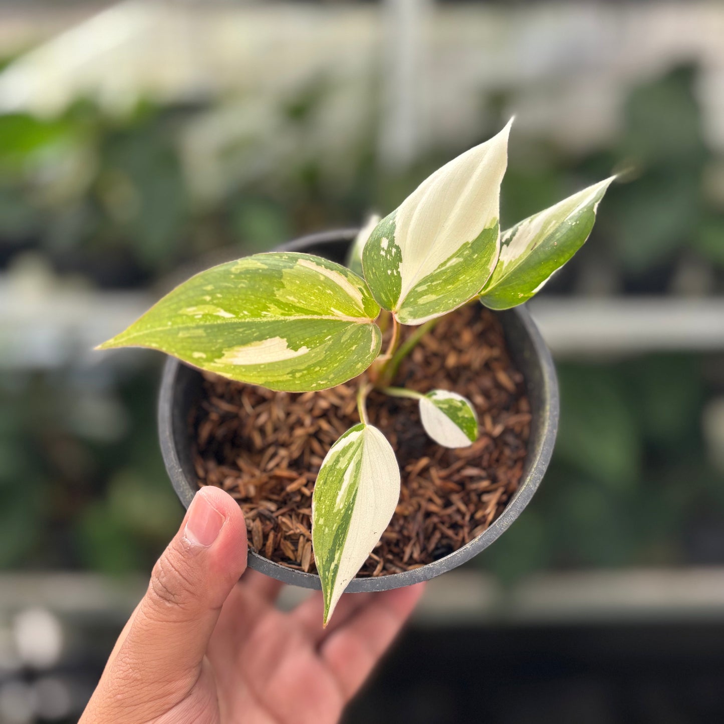 Philodendron Gloriosum Tricolor Little — rare Indonesian plant