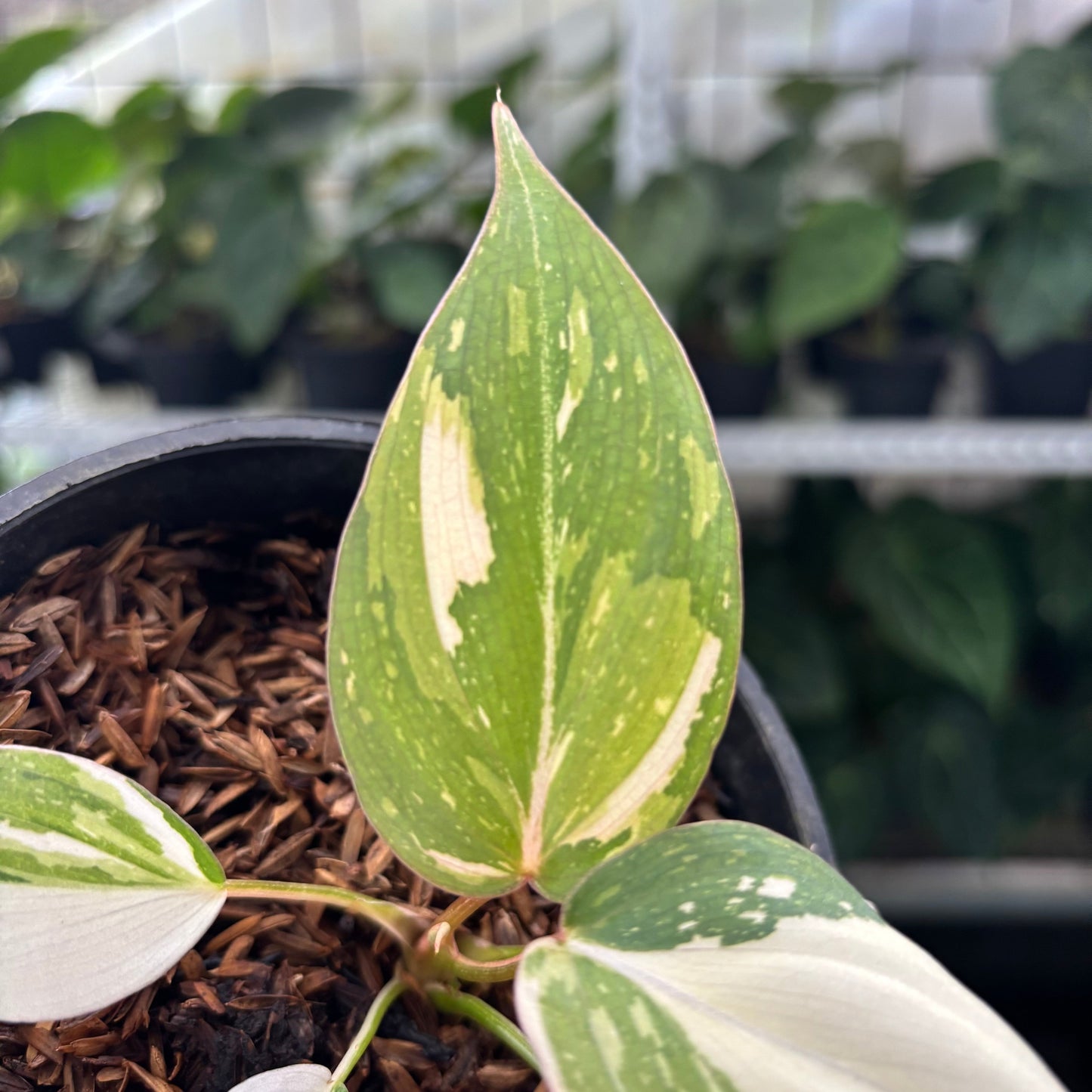 Philodendron Gloriosum Tricolor Little — photo 2