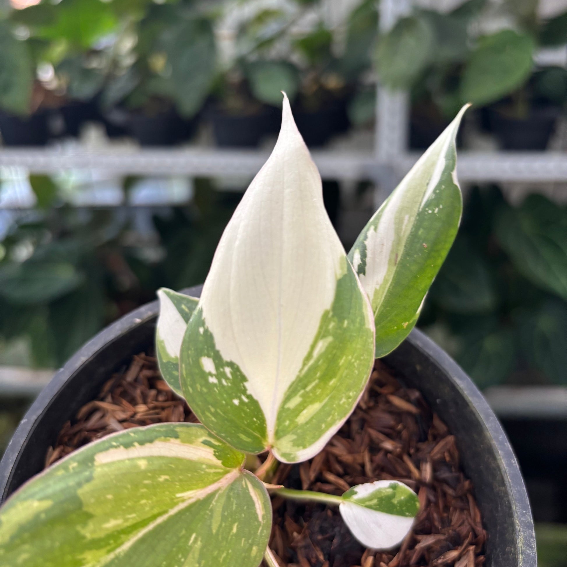 Philodendron Gloriosum Tricolor Little — photo 3