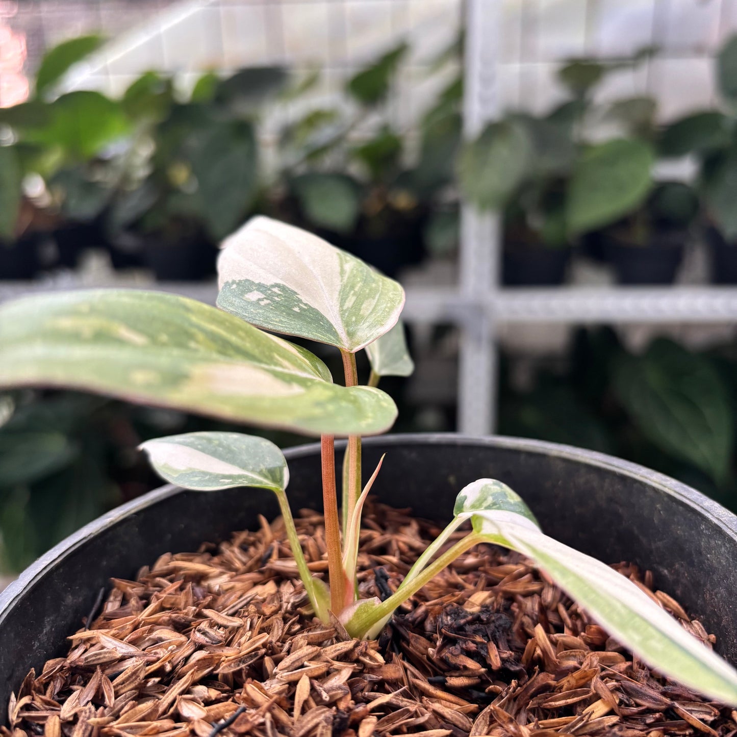 Philodendron Gloriosum Tricolor Little — photo 4