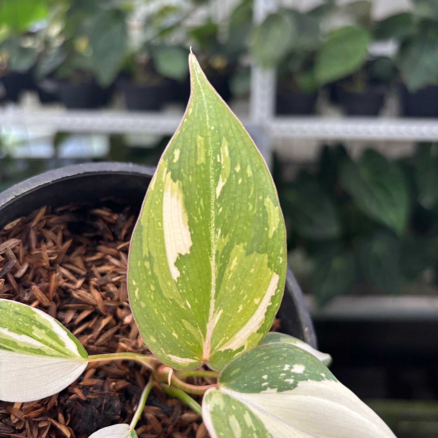Philodendron Gloriosum Tricolor Little — photo 5