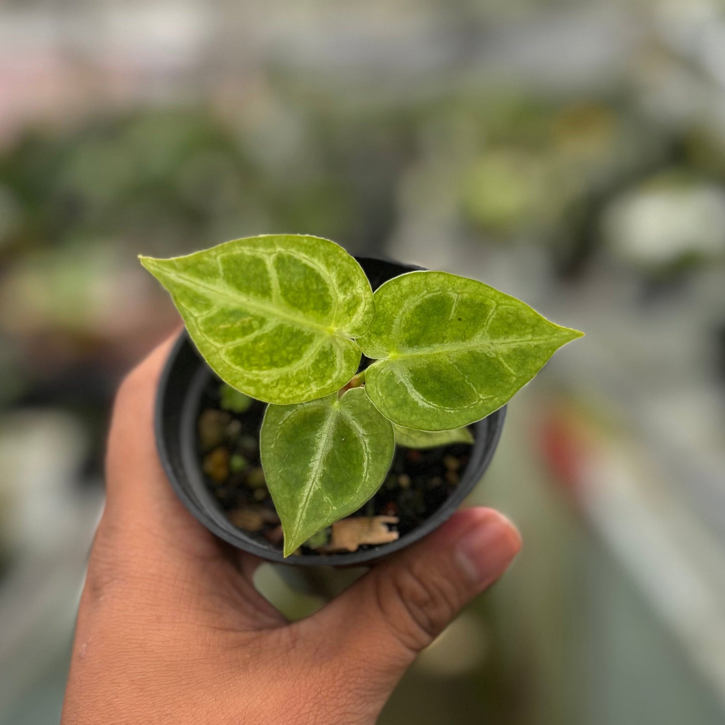 Anthurium Silver Blush White - Indonesian Rare Plants