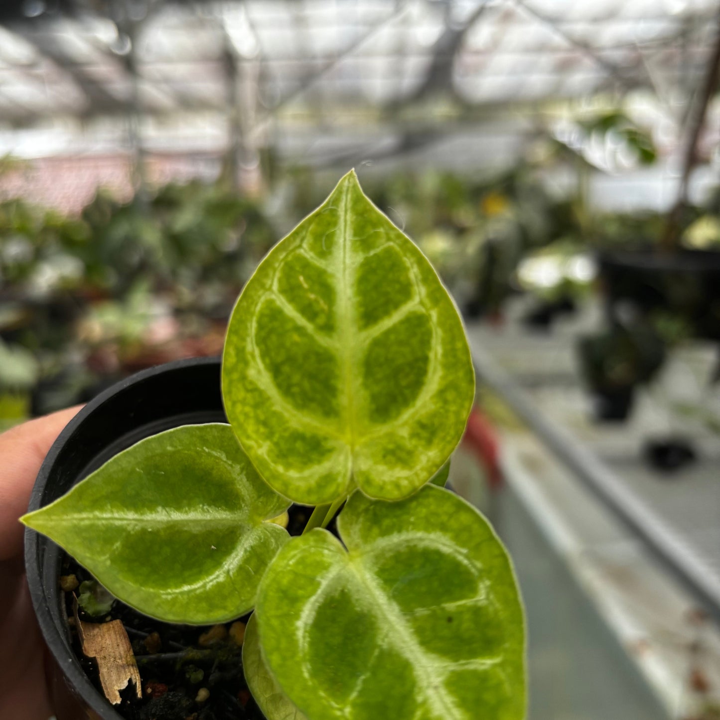 Anthurium Silver Blush White