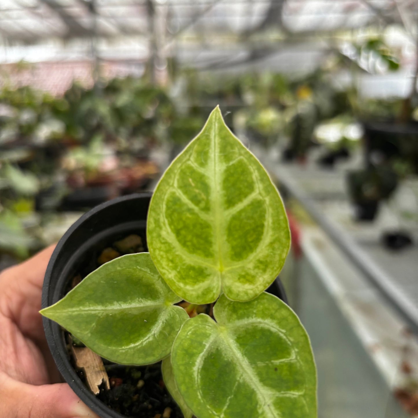 Anthurium Silver Blush White