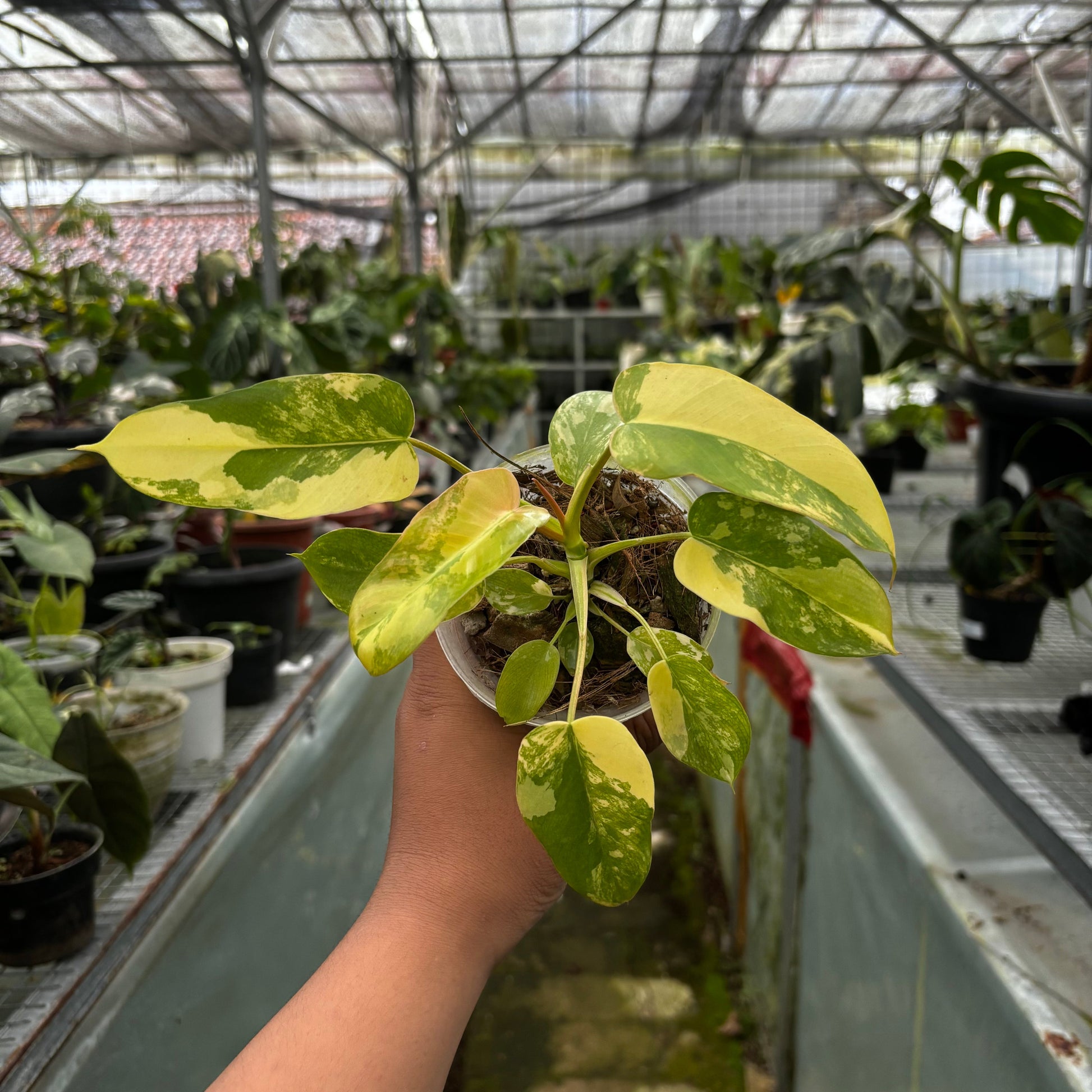 Philodendron Florida Beauty x Mayoi - Indonesian Rare Plants