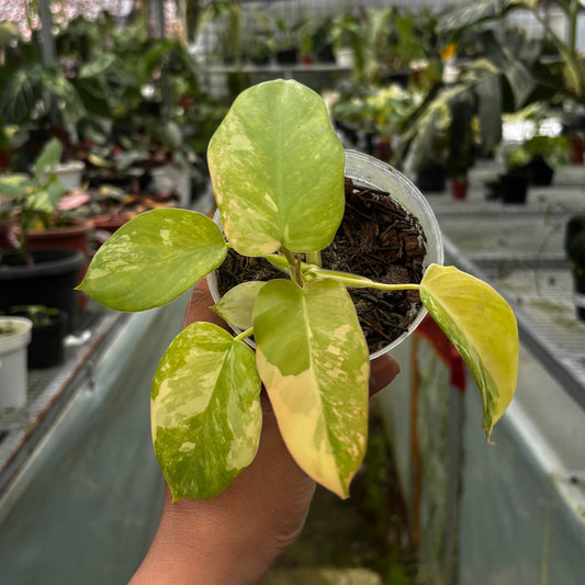 Philodendron Holto x Mayoi x Florida Beauty — rare Indonesian plant