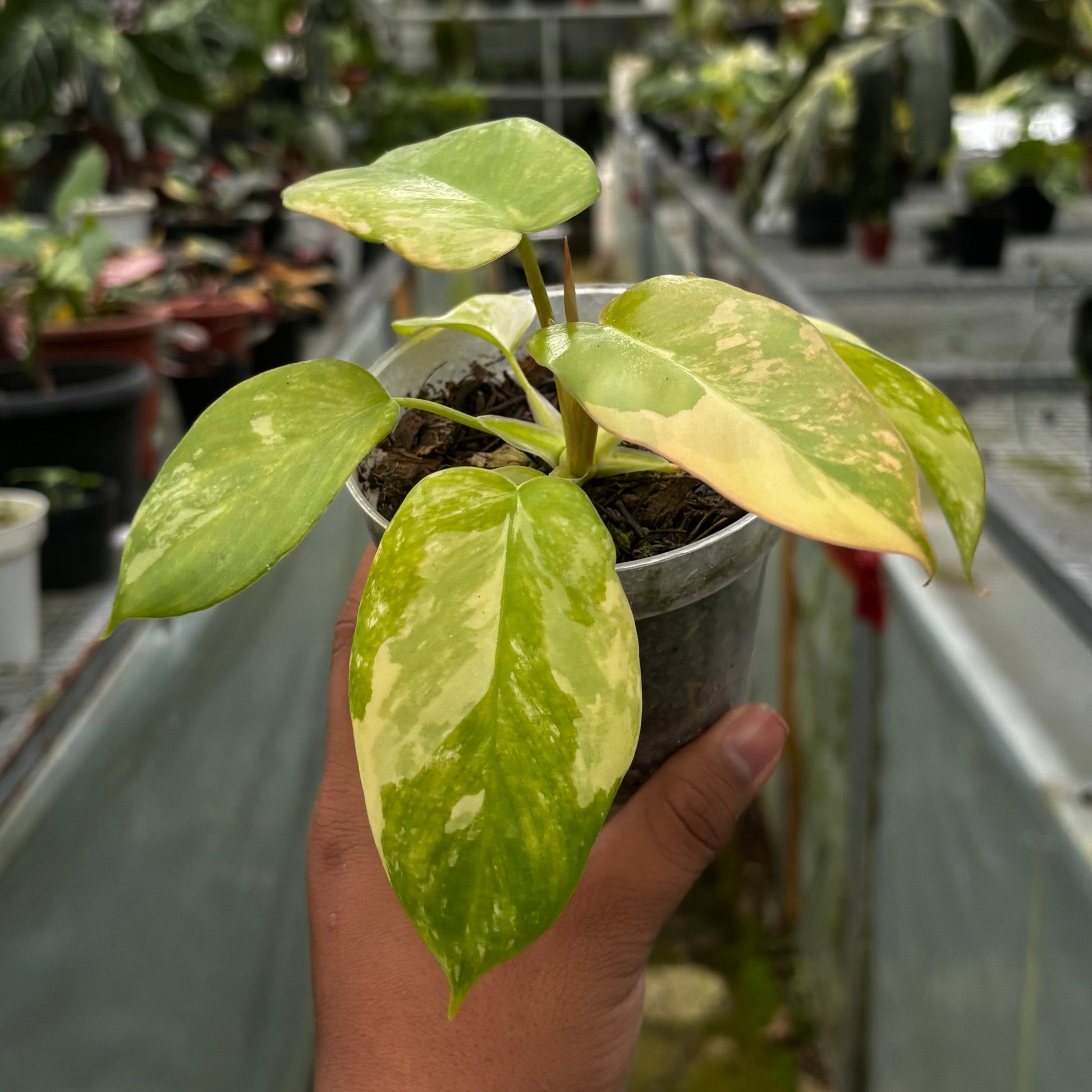 Philodendron Holto x Mayoi x Florida Beauty — photo 2