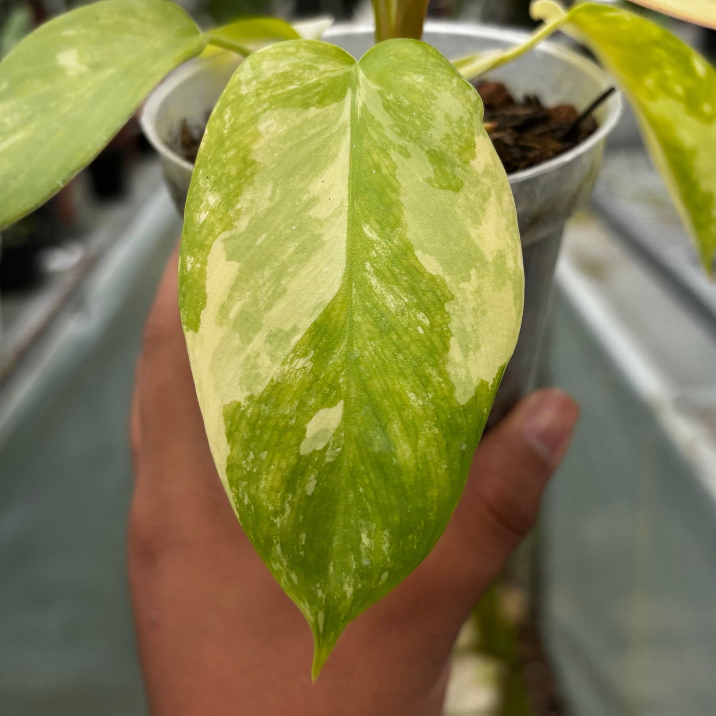 Philodendron Holto x Mayoi x Florida Beauty — photo 3