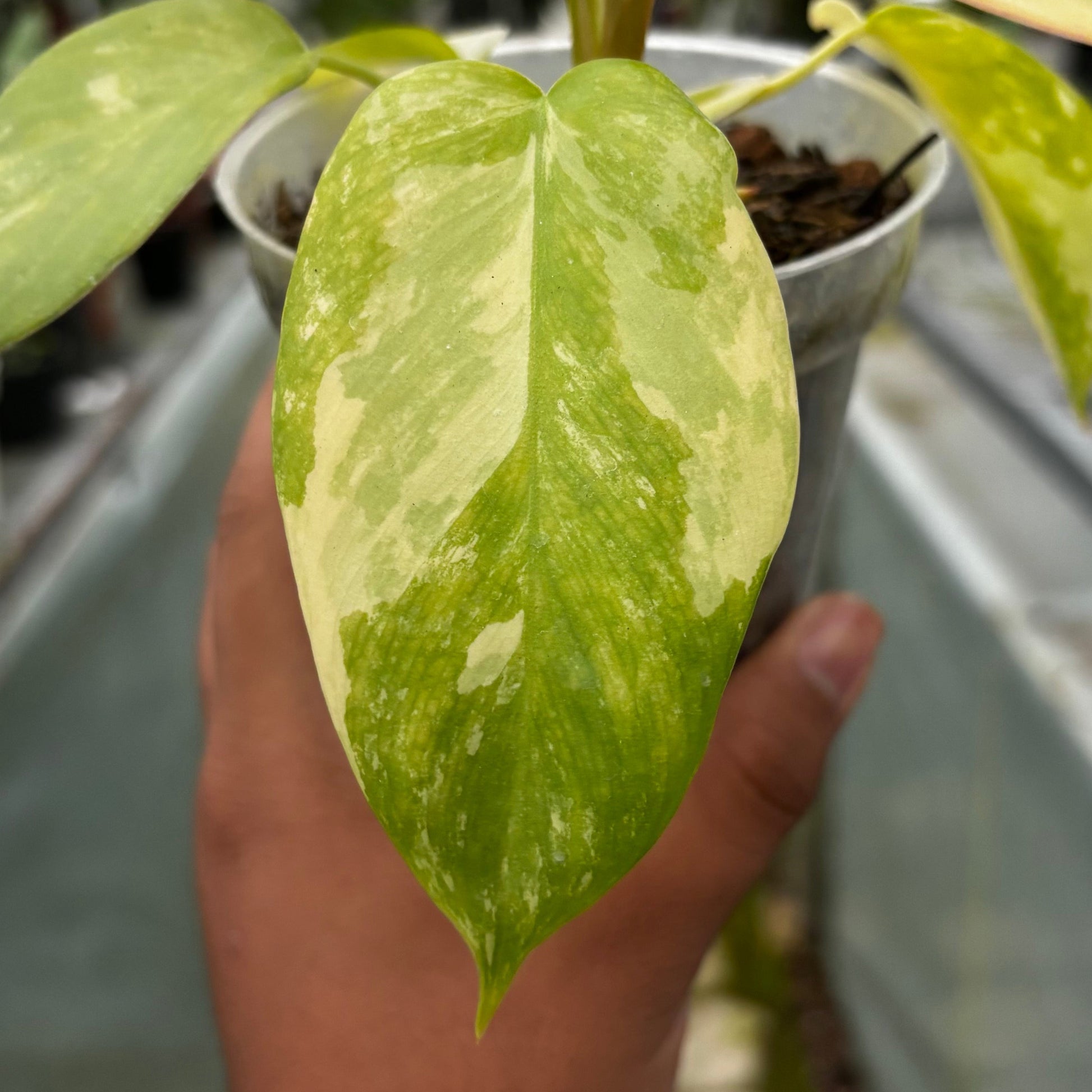 Philodendron Holto x Mayoi x Florida Beauty — photo 3