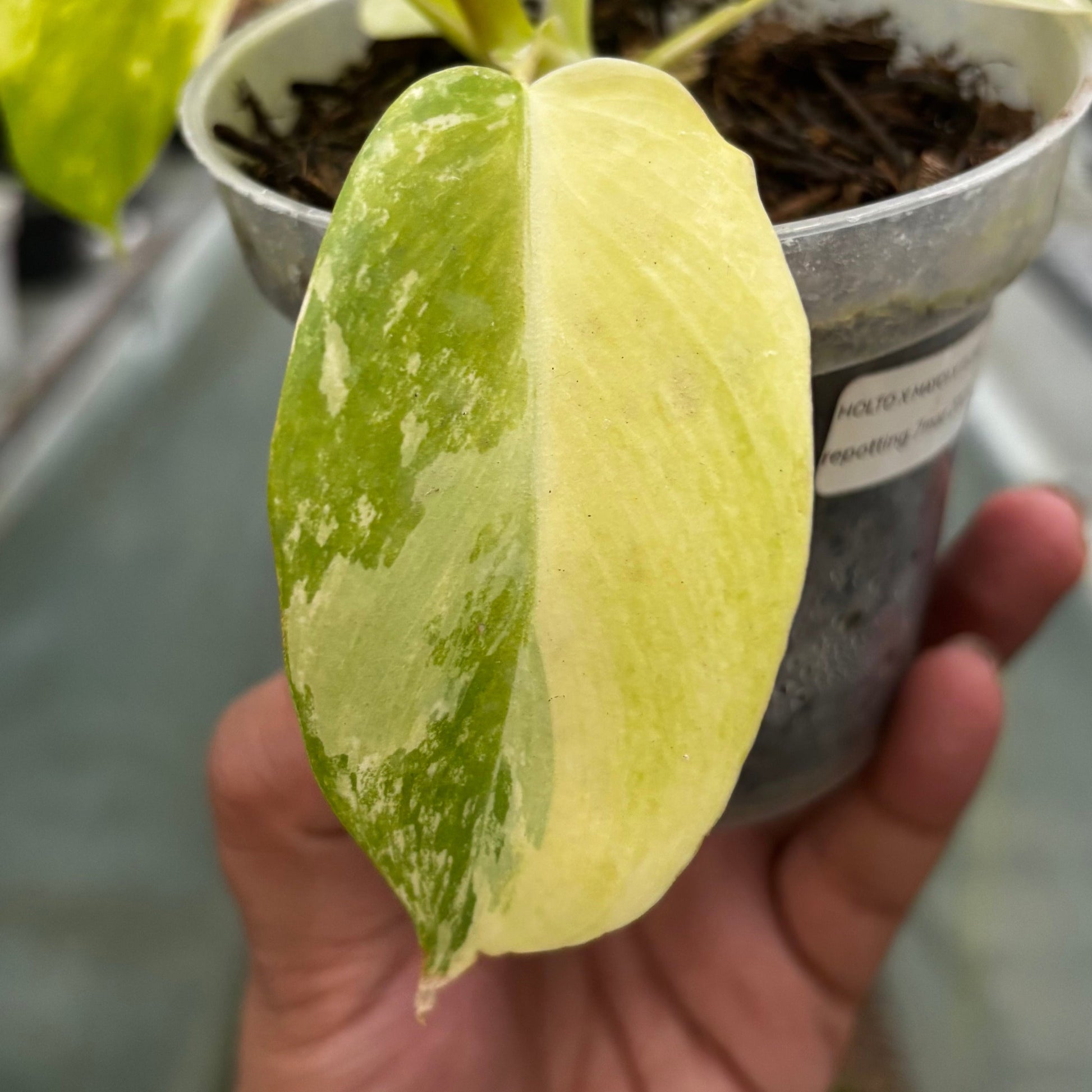 Philodendron Holto x Mayoi x Florida Beauty — photo 4