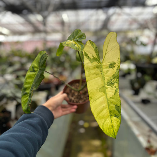 Philodendron Paraiso Verde Variegated - Indonesian Rare Plants