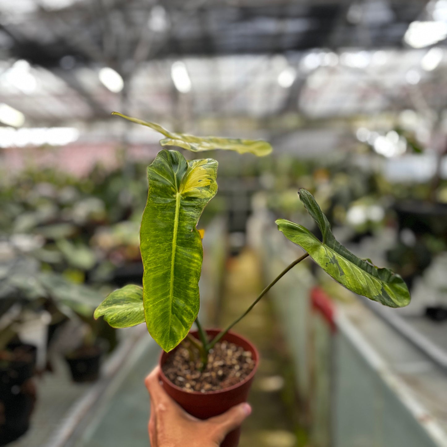 Philodendron Paraiso Verde Variegated