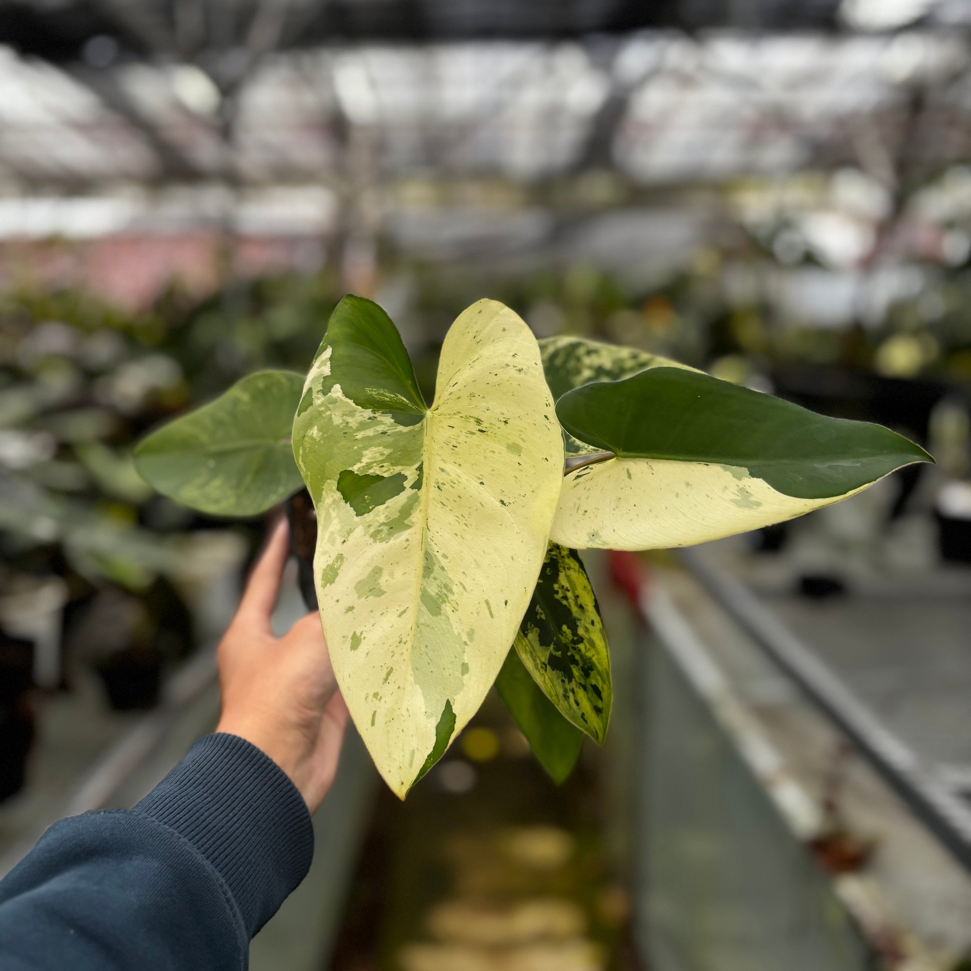 Philodendron Ilsemanii Variegated - Indonesian Rare Plants