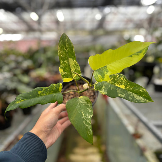 Philodendron Florida Beauty x Mayoi Medium Size - Indonesian Rare Plants