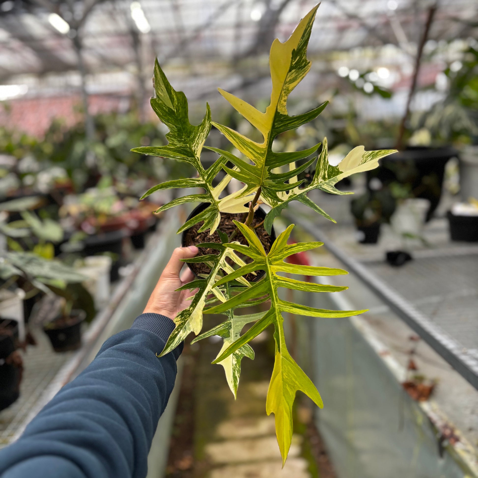 Philodendron Florida Beauty x Tortum Medium Size - Indonesian Rare Plants