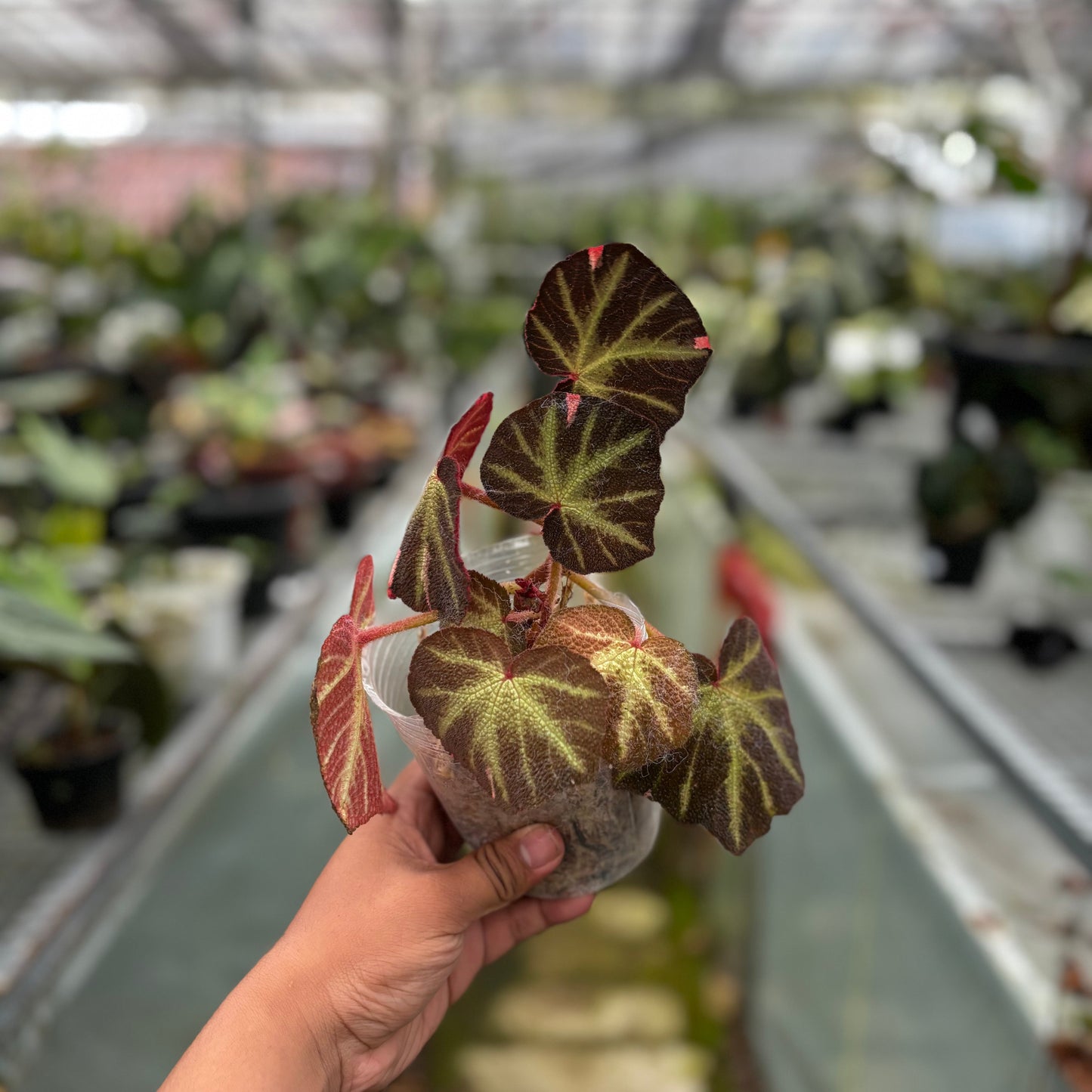 Begonia Soli Mutata Variegated - Indonesian Rare Plants