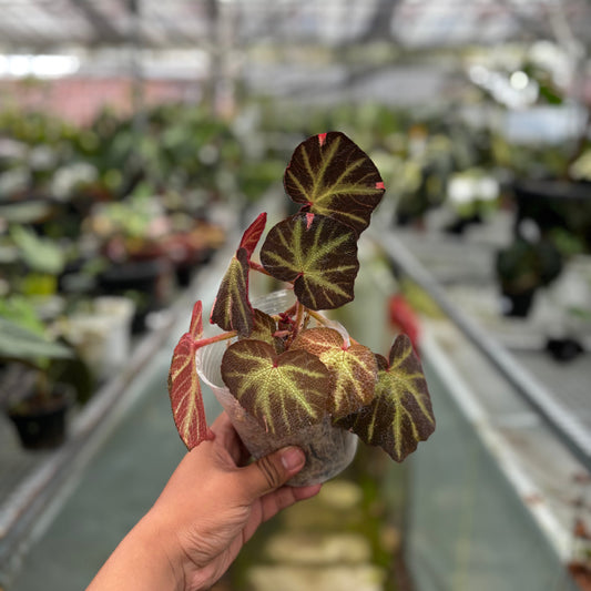Begonia Soli Mutata Variegated - Indonesian Rare Plants