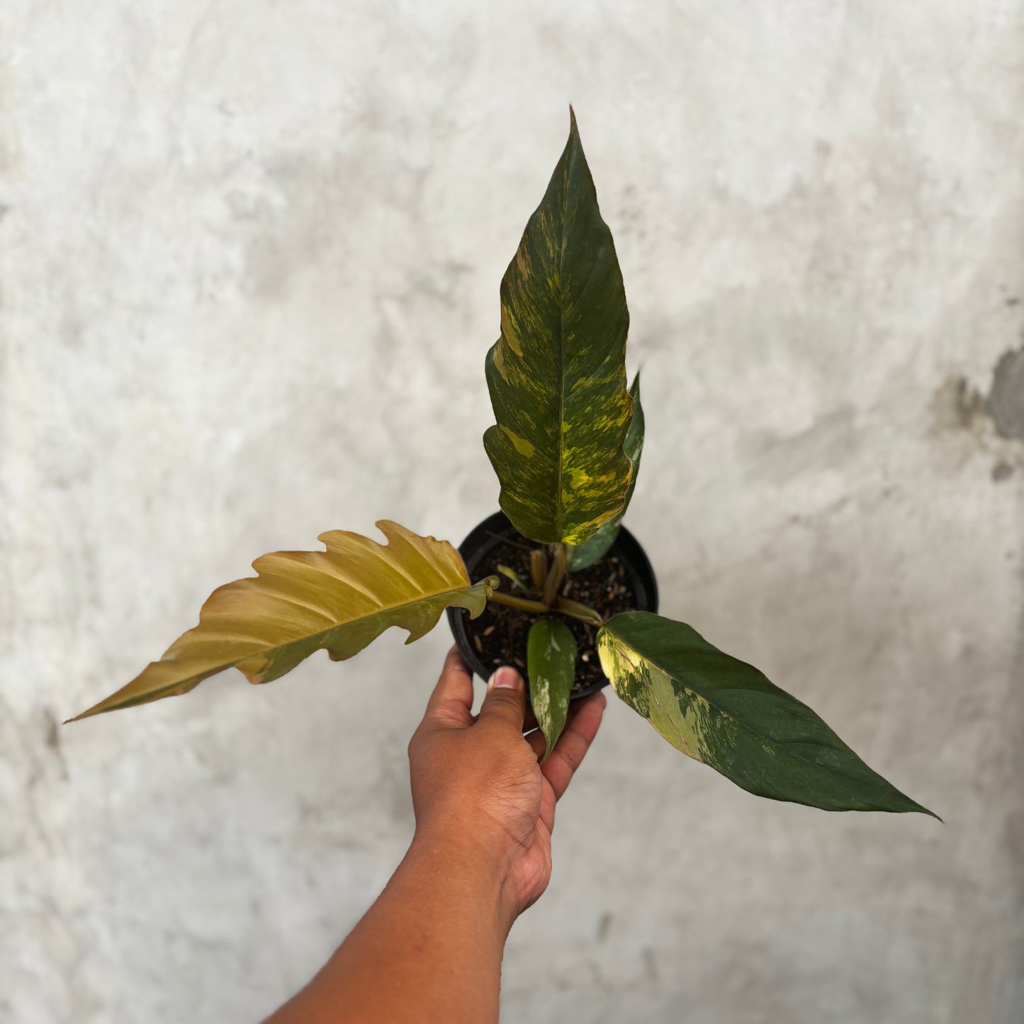 Philodendron Caramel Marble Variegated - Indonesian Rare Plants