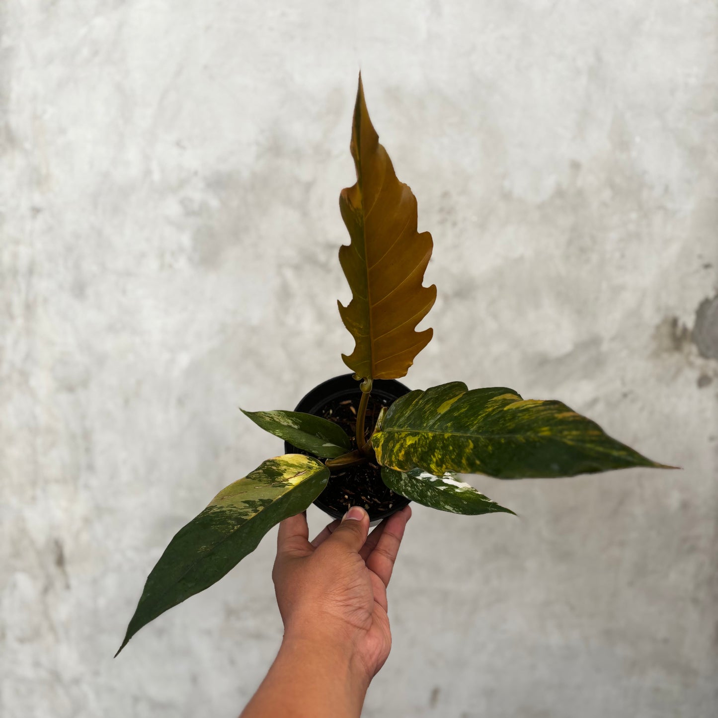 Philodendron Caramel Marble Variegated