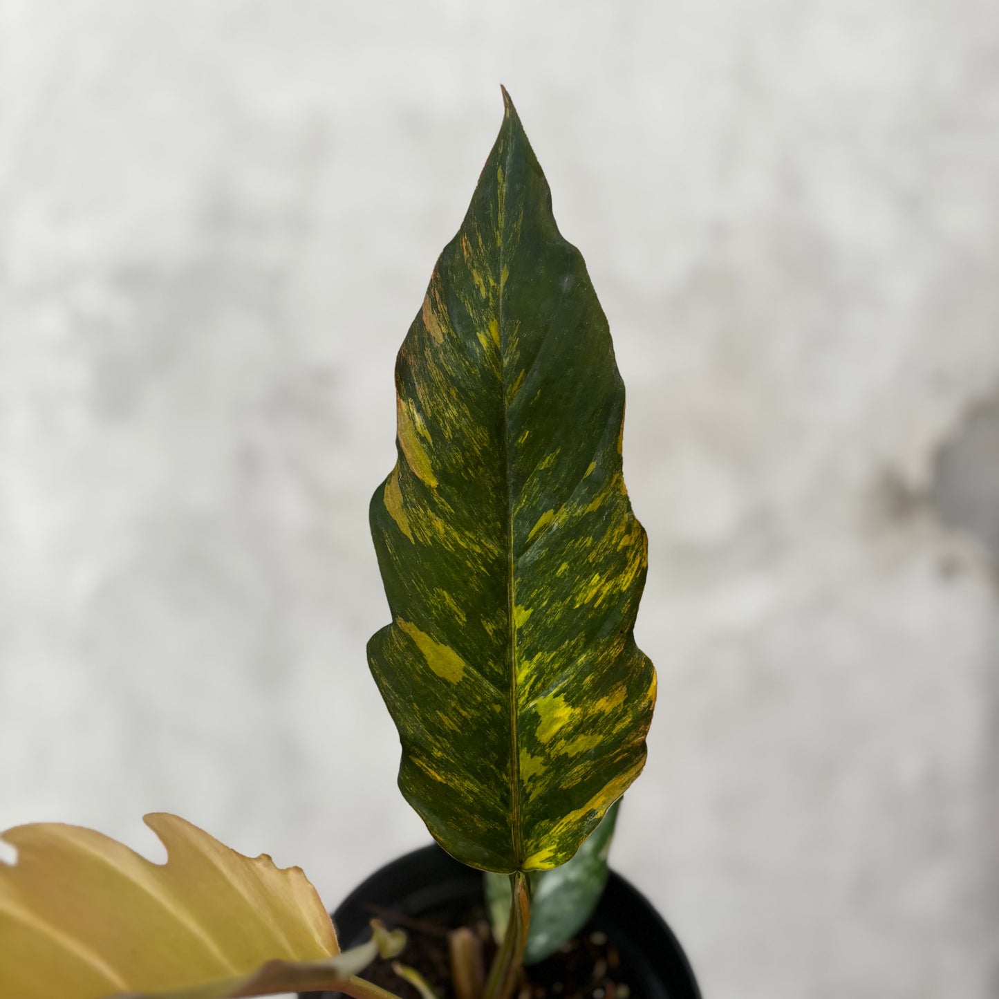 Philodendron Caramel Marble Variegated
