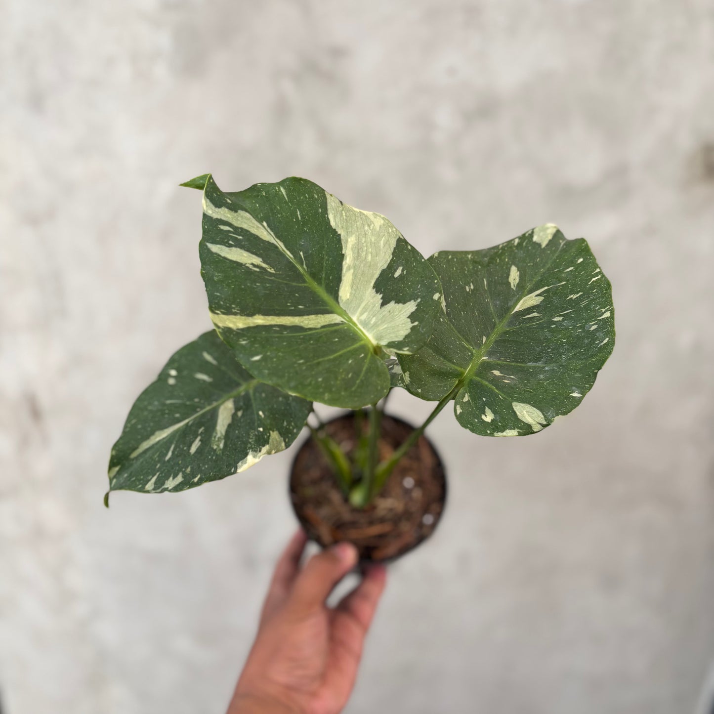 Monstera Thai Constellation Mutation - Indonesian Rare Plants