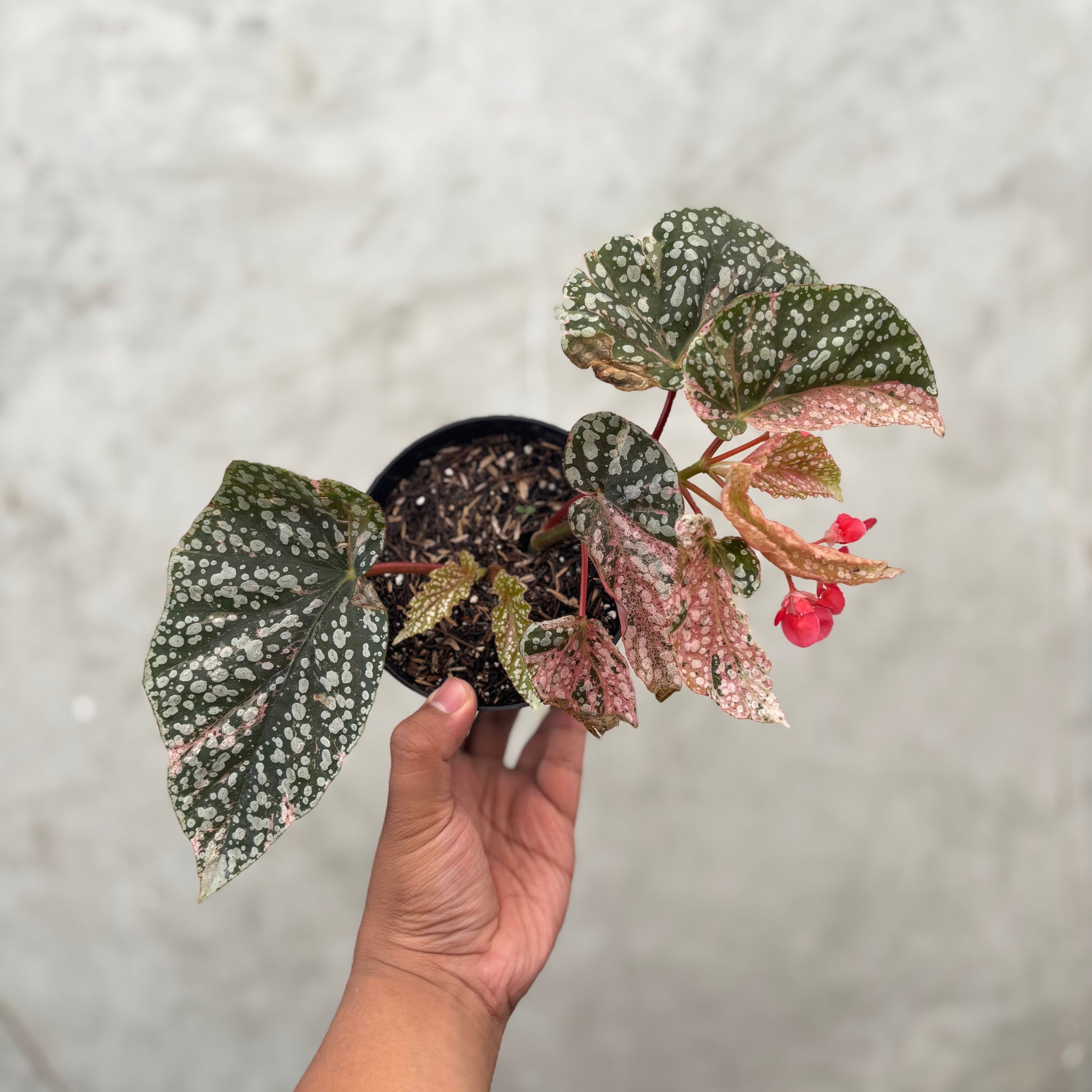 Begonia Snow Capped Variegated - Indonesian Rare Plants
