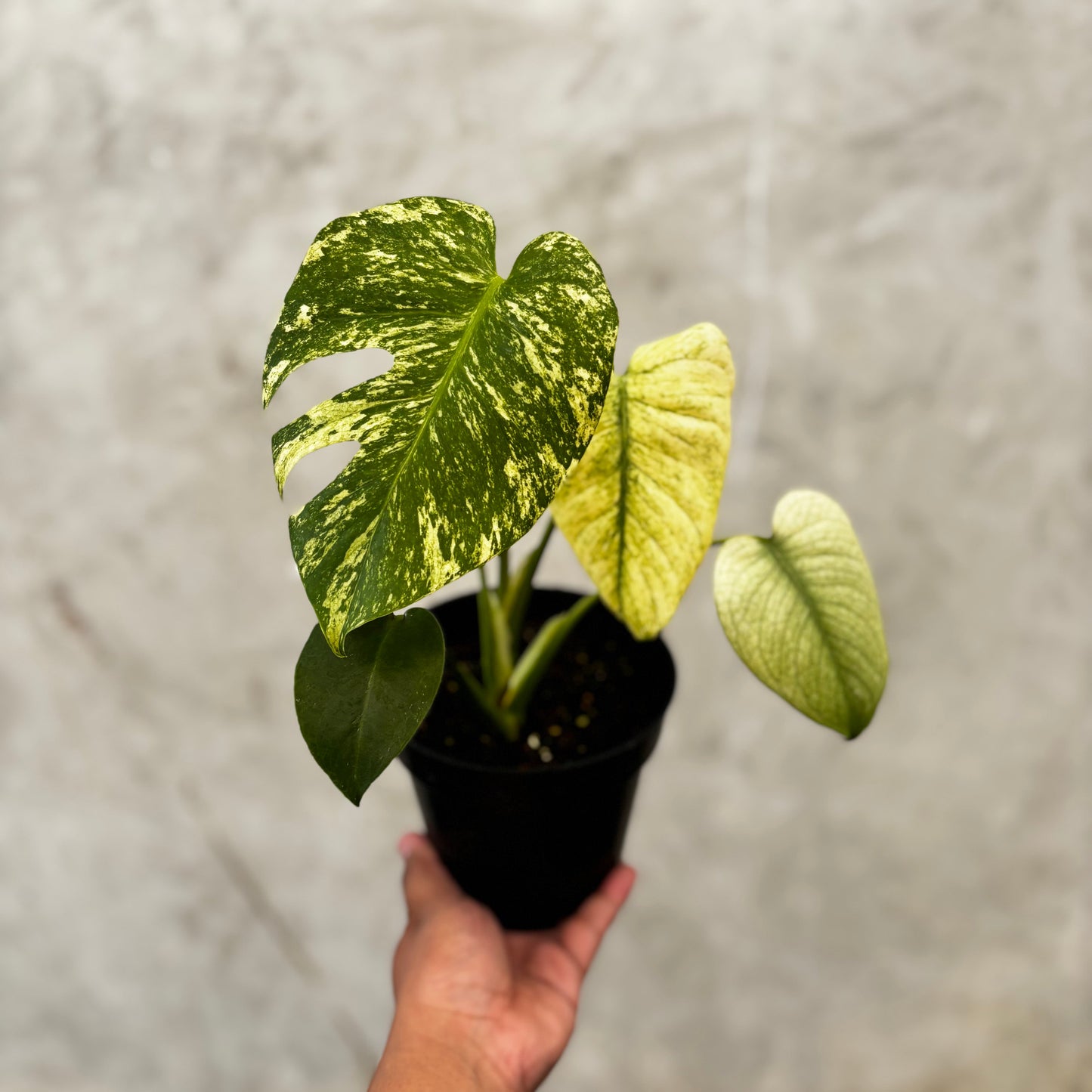 Monstera Silver Star - Indonesian Rare Plants