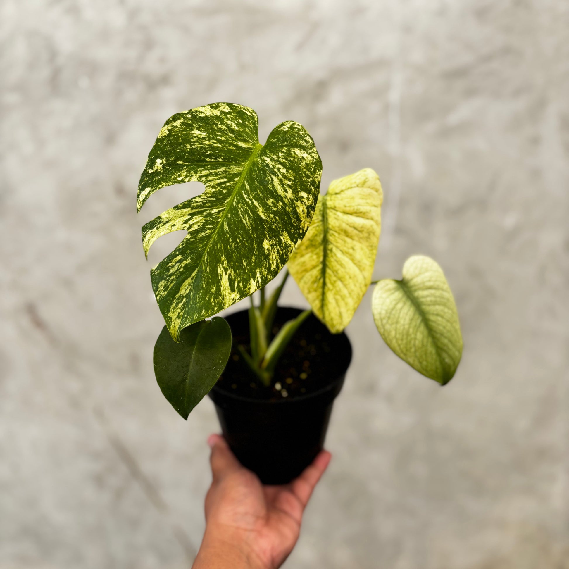 Monstera Silver Star - Indonesian Rare Plants