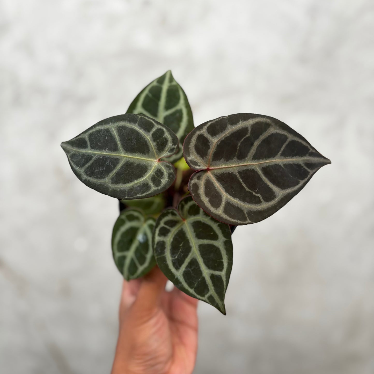 Anthurium King of Spades (HU) x Red Crystalinum