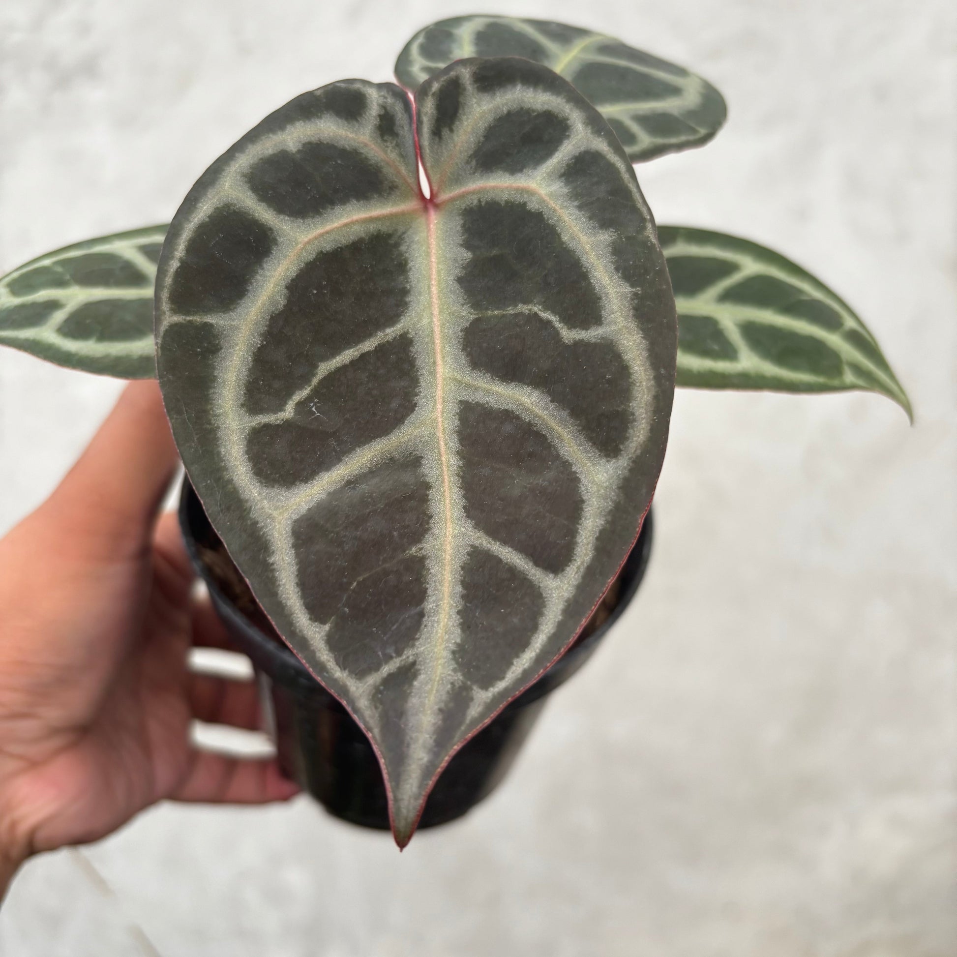 Anthurium King of Spades (HU) x Red Crystallinum — photo 2