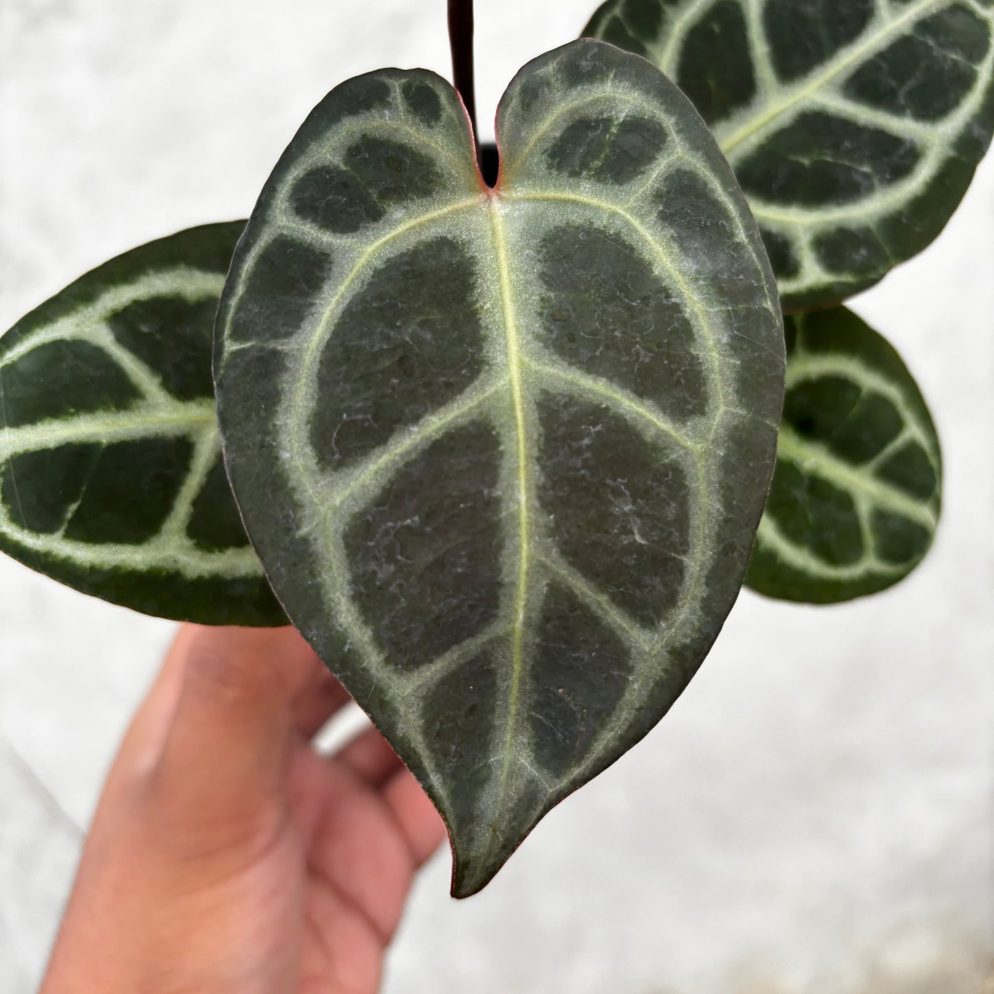 Anthurium King of Spades (HU) x Red Crystallinum — photo 3