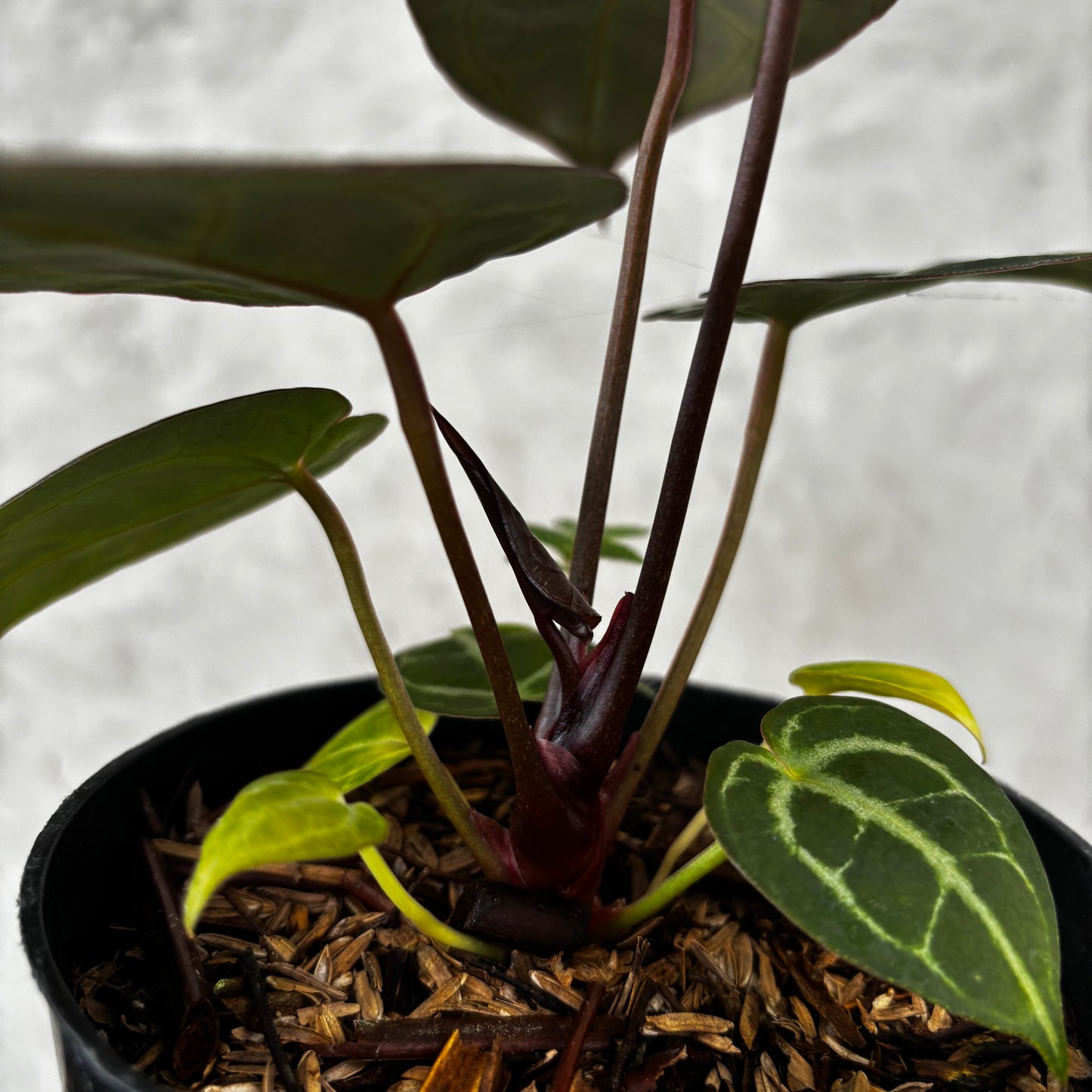Anthurium King of Spades (HU) x Red Crystallinum — photo 4