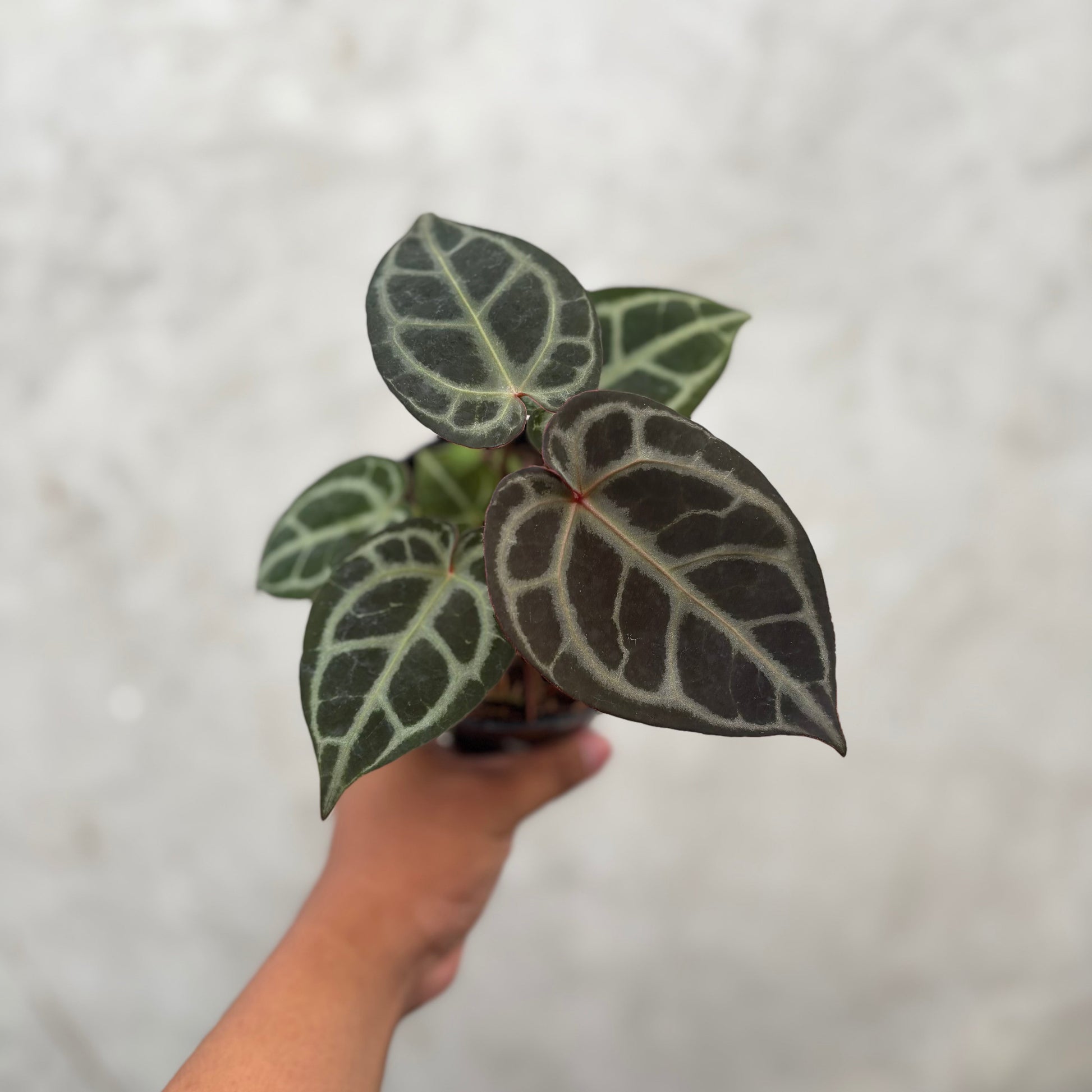 Anthurium King of Spades (HU) x Red Crystalinum - Indonesian Rare Plants