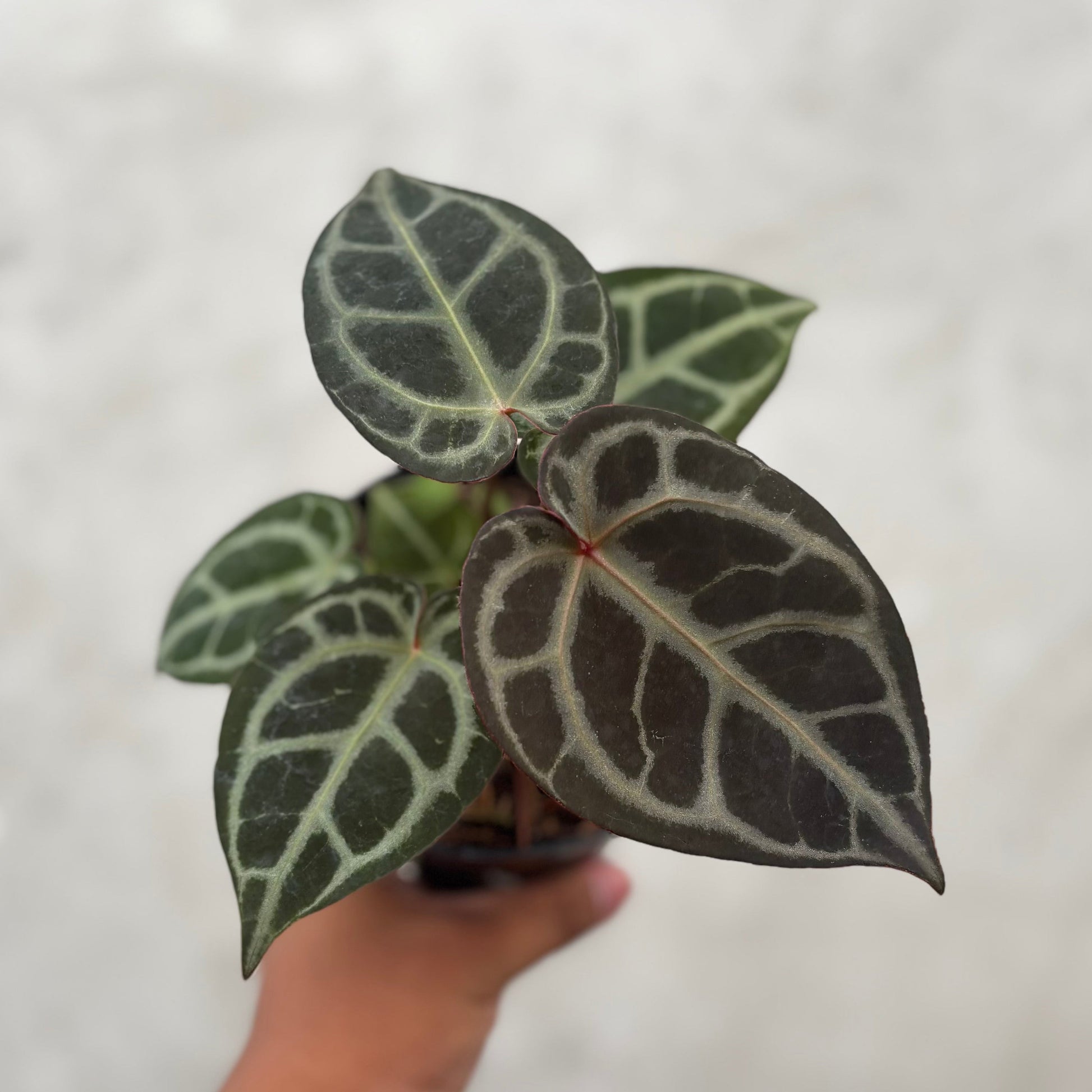 Anthurium King of Spades (HU) x Red Crystallinum — rare Indonesian plant