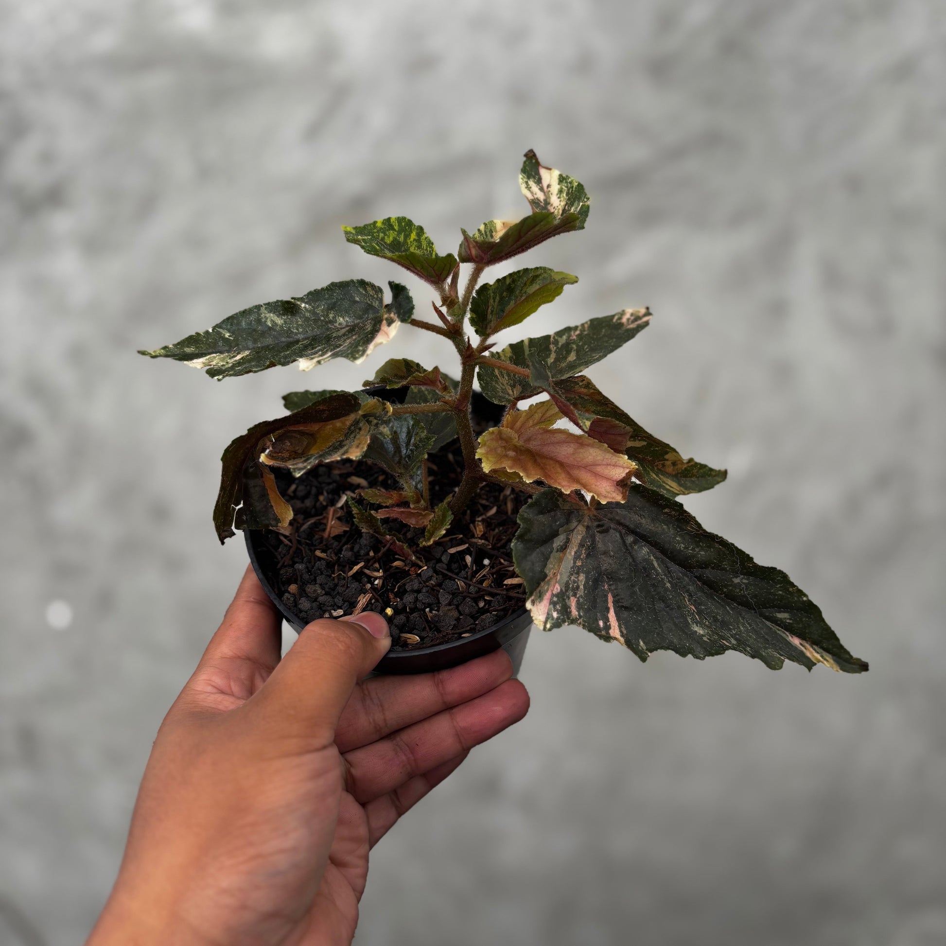 Begonia Ginny Galaxy Variegated - Indonesian Rare Plants